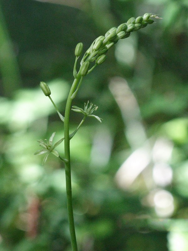 lonchomelos_pyrenaicum2sd