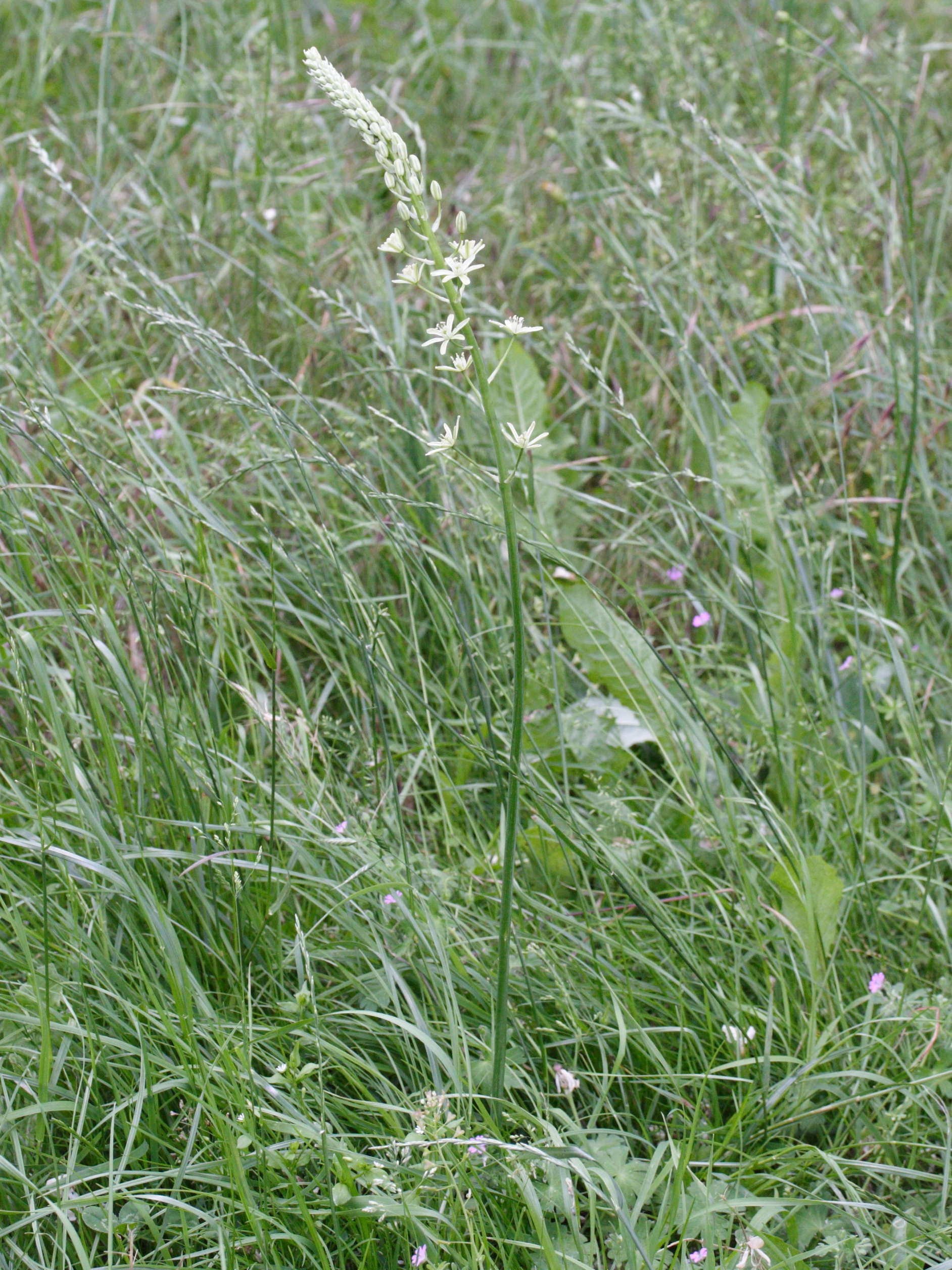 lonchomelos_pyrenaicus1bmd