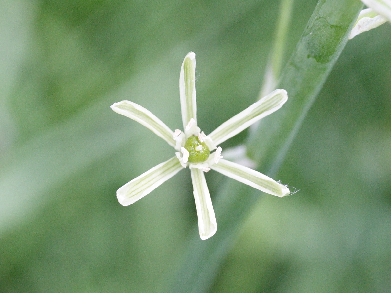 lonchomelos_pyrenaicus2bmd