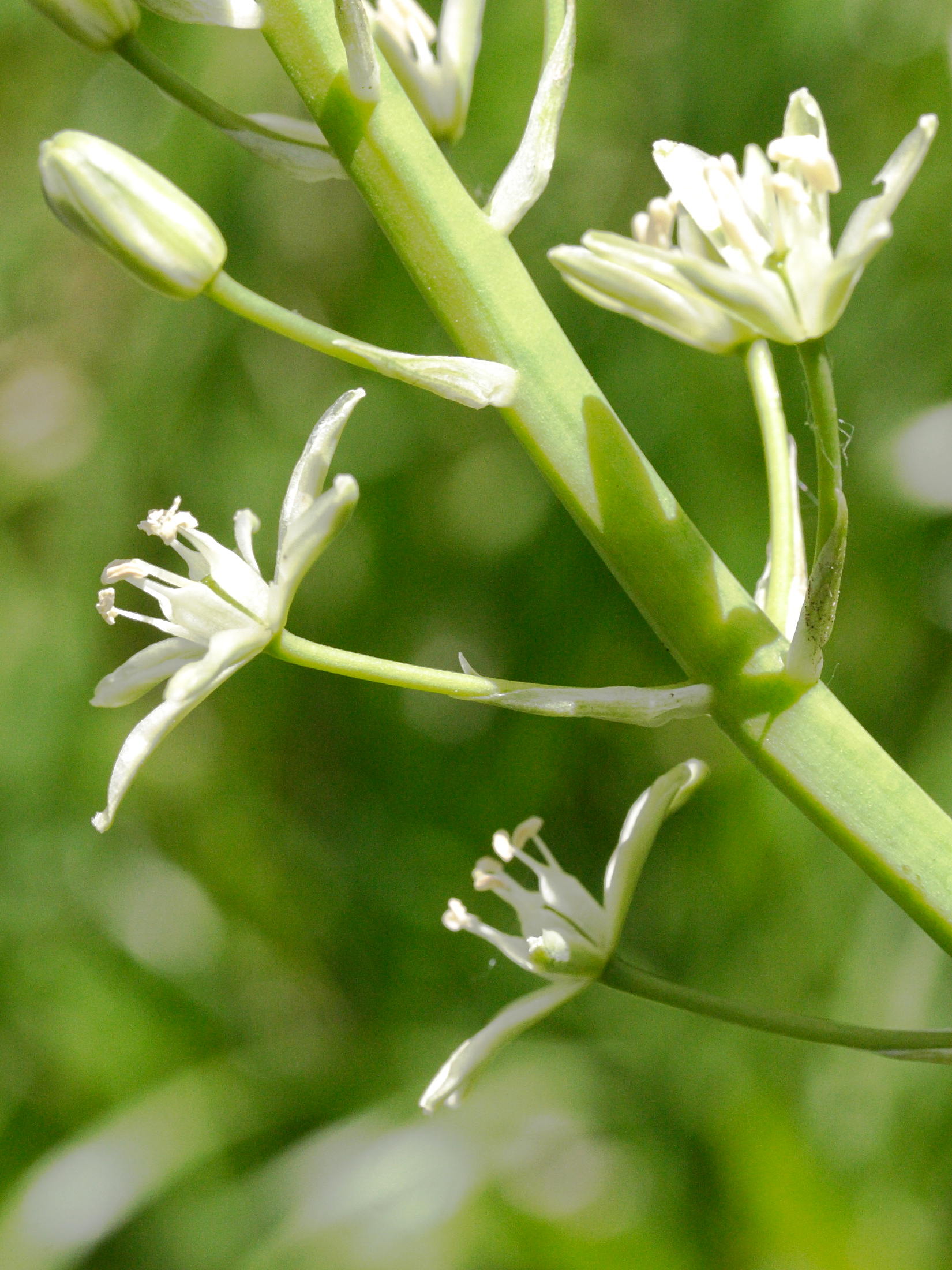 lonchomelos_pyrenaicus3md