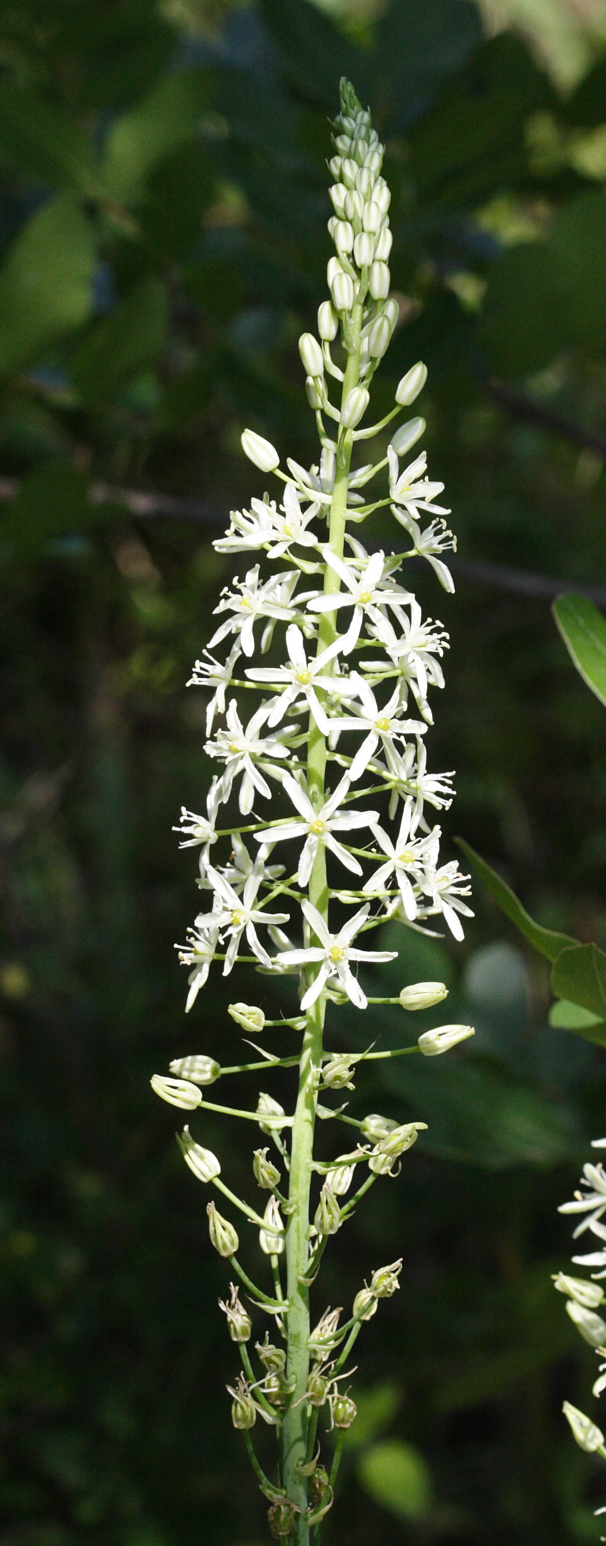 lonchomelos_pyrenaicus5md