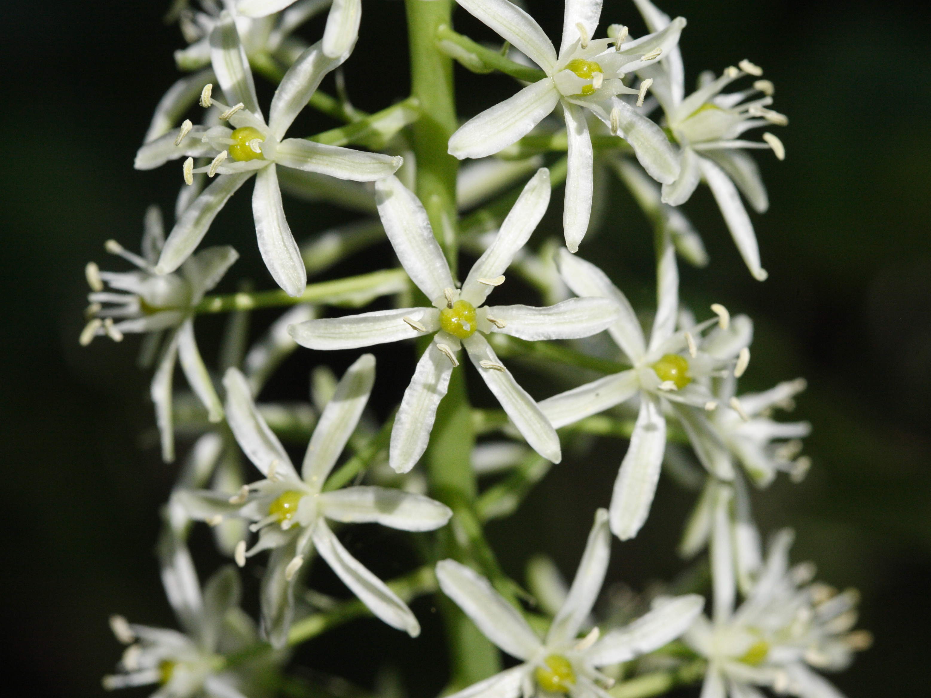 lonchomelos_pyrenaicus6md