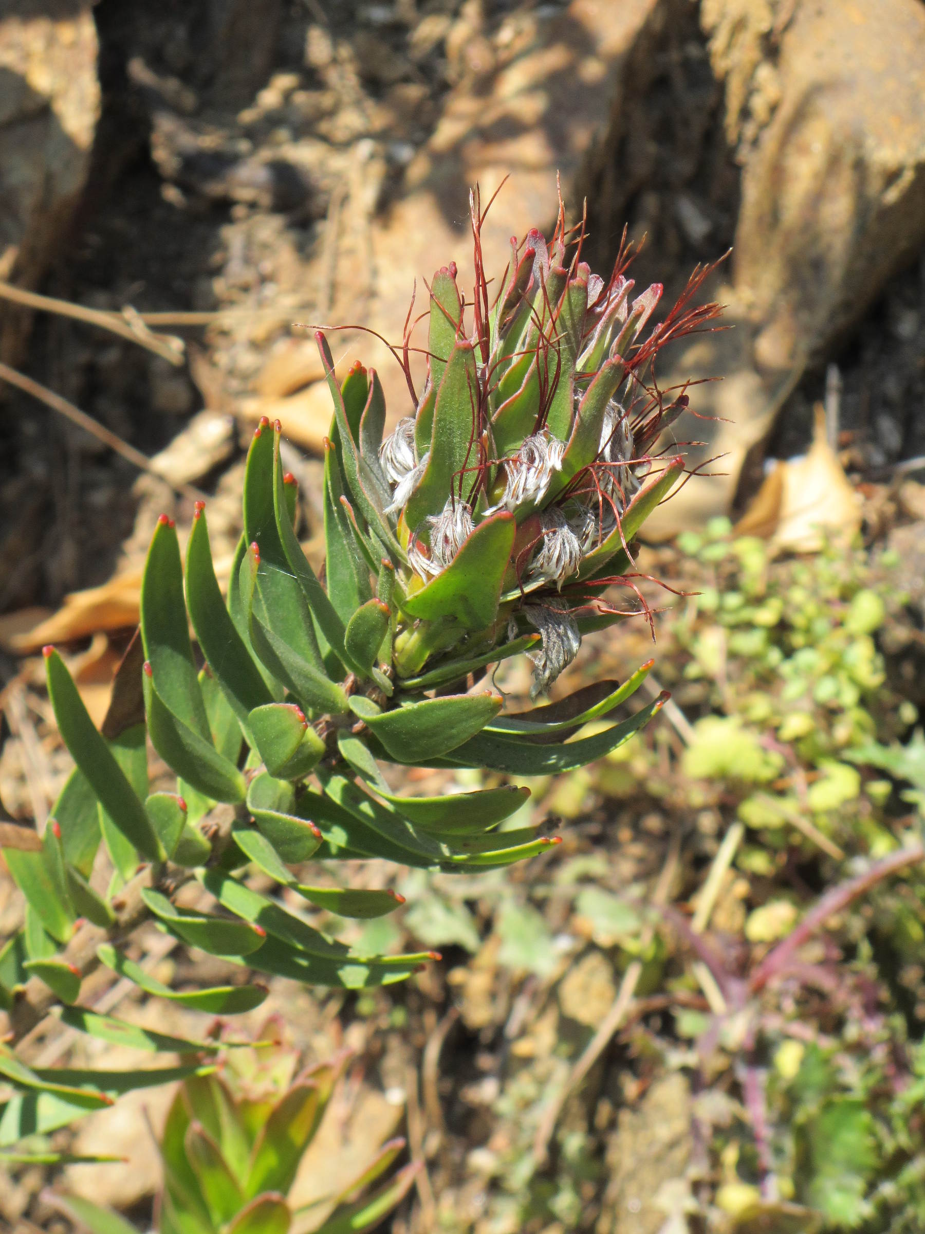 mimetes_cucculatus2mv