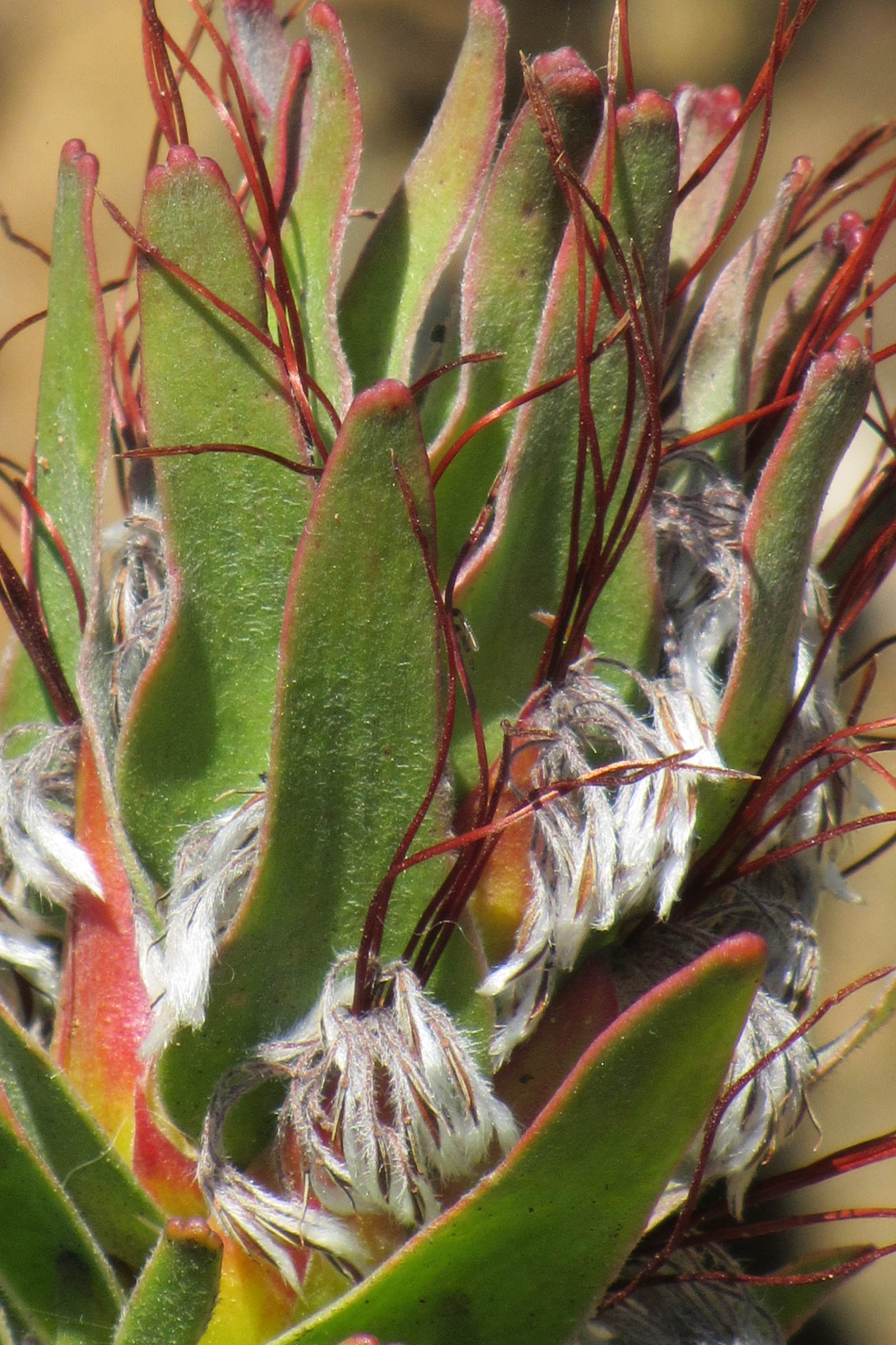 mimetes_cucculatus3mv