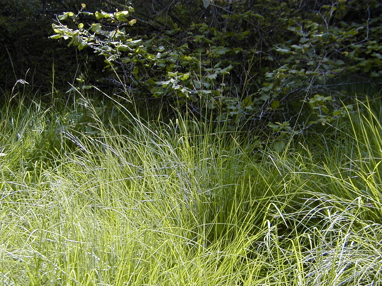 molinia_caerulea3amd