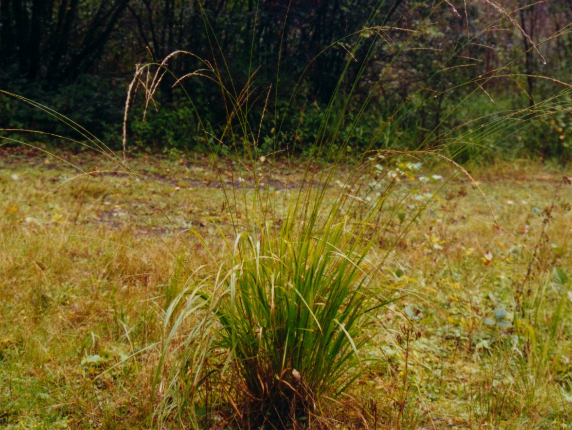 molinia_caerulea3bmd