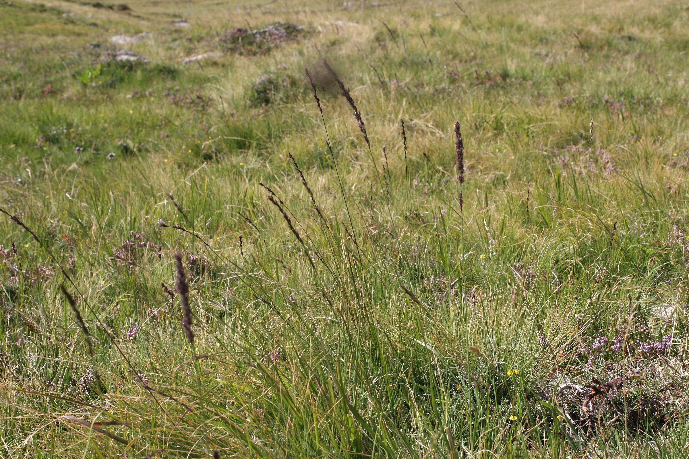 molinia_caerulea5amd