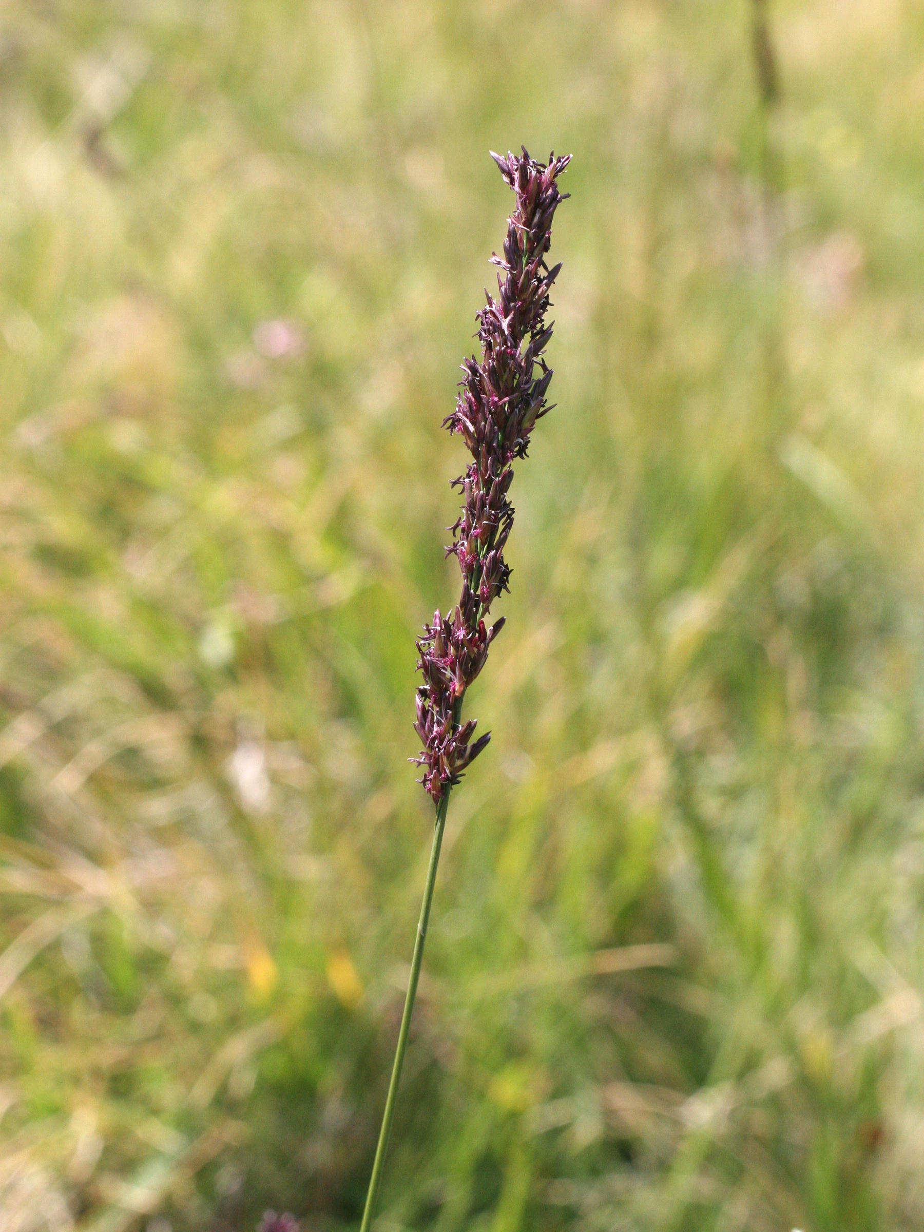 molinia_caerulea5bmd