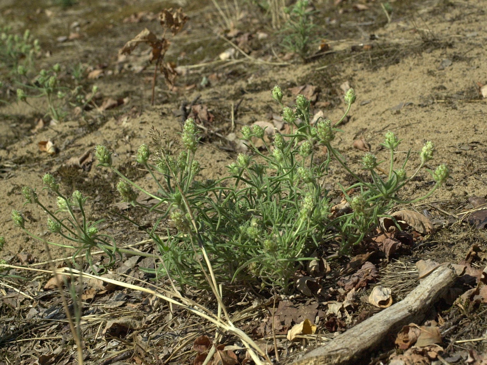 plantago_arenaria_arenaria1md