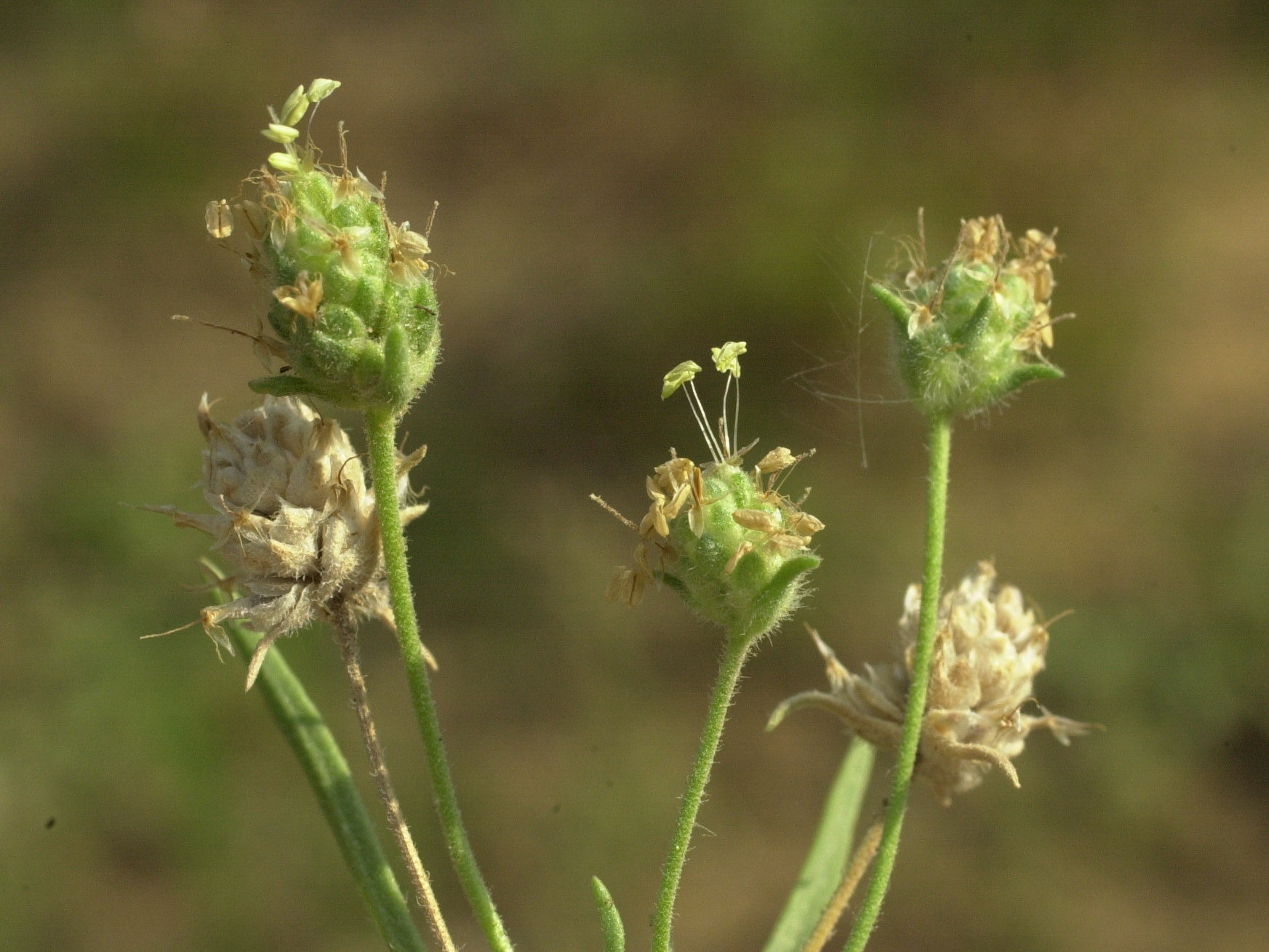 plantago_arenaria_arenaria2md