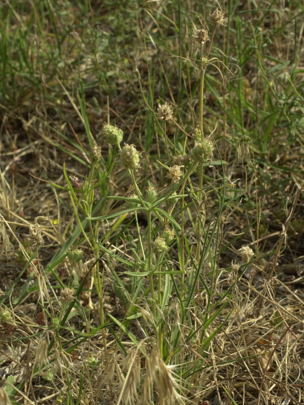 plantago_arenaria_arenaria3md