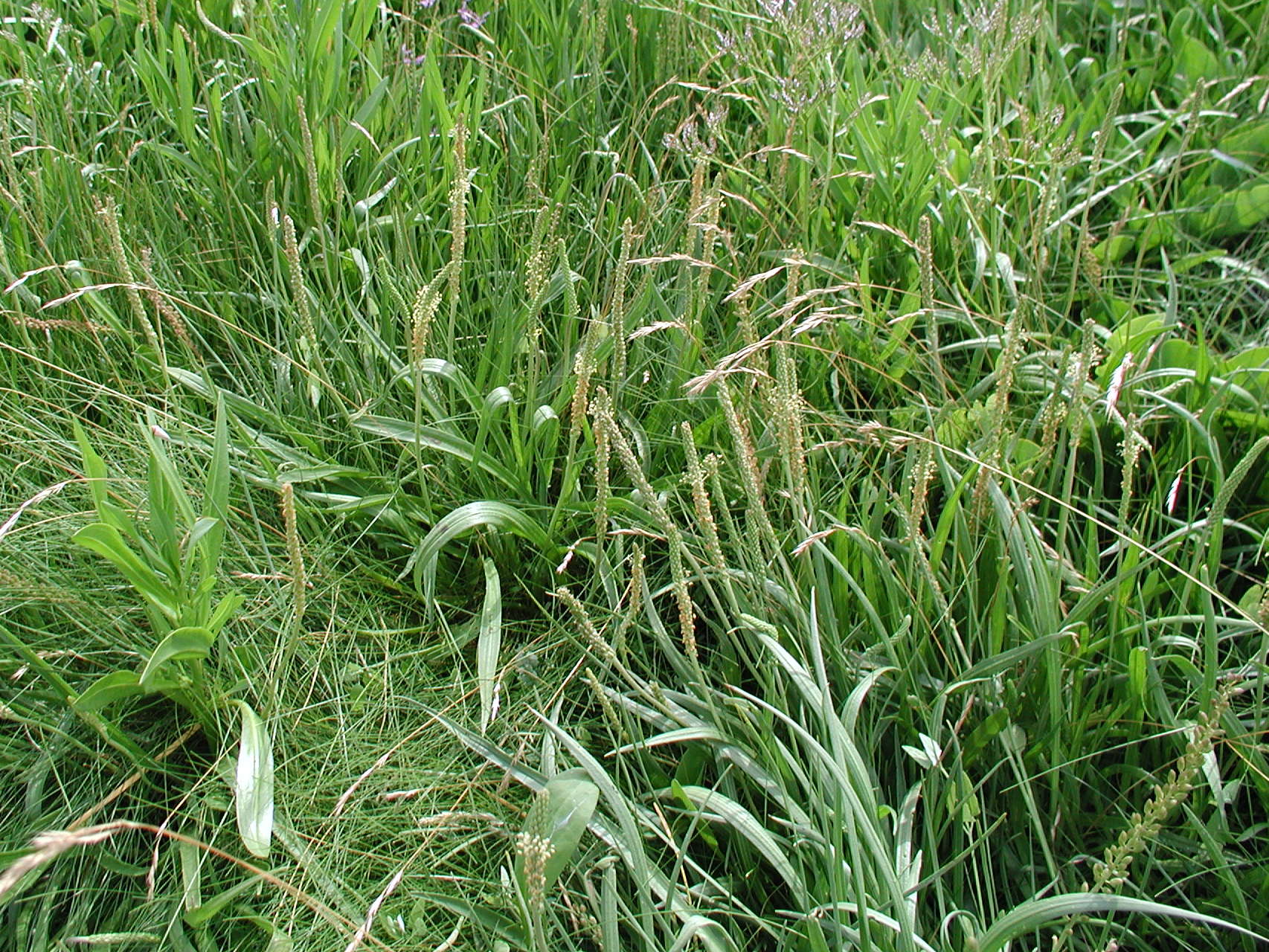 plantago_maritima1md