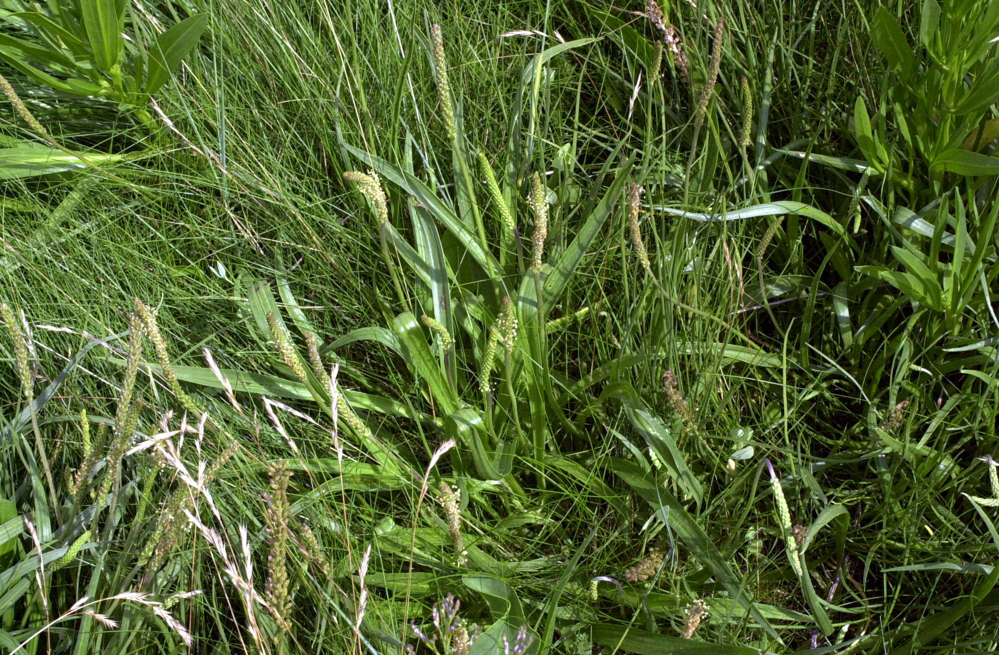 plantago_maritima2md