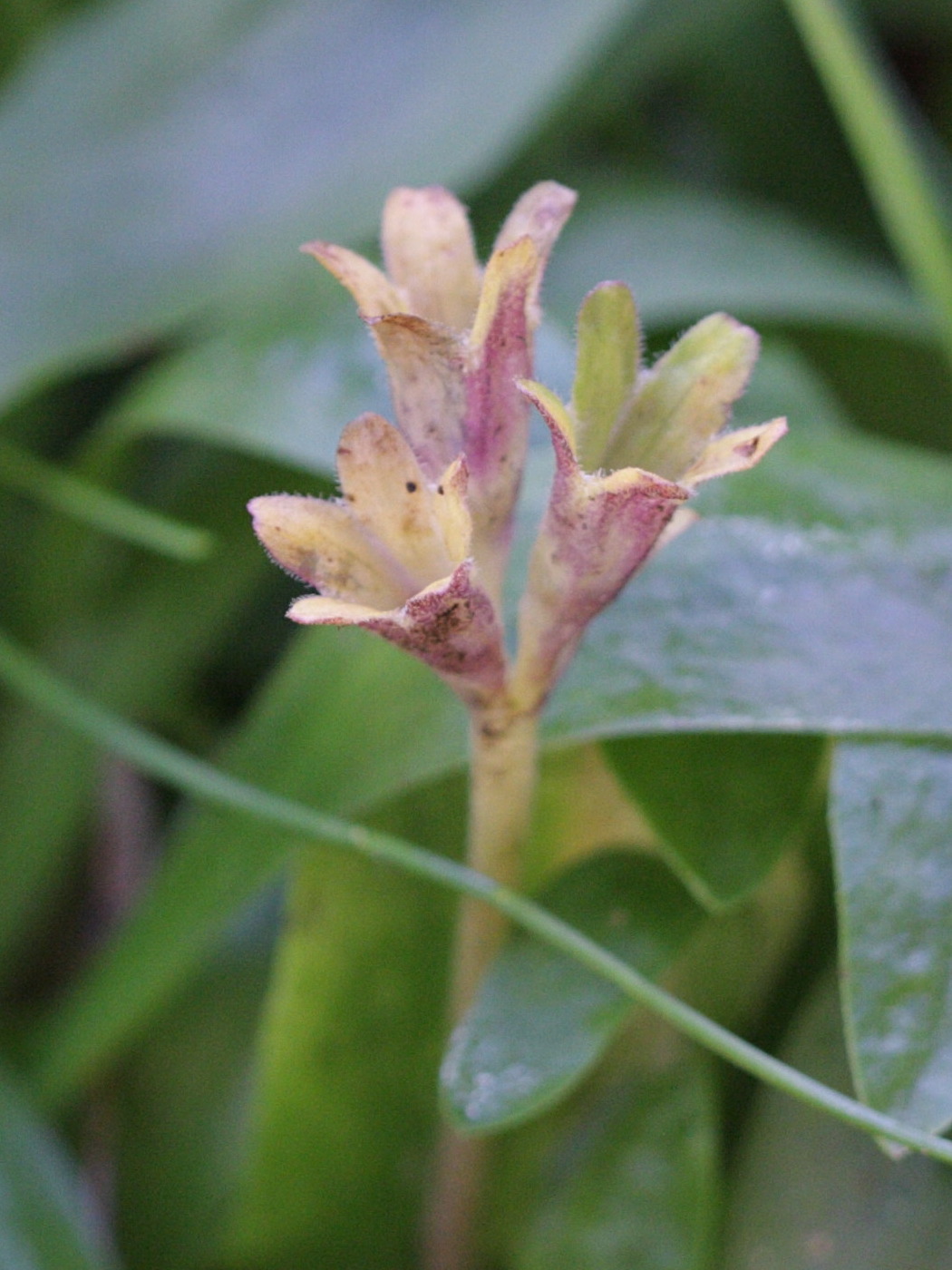 Afficher le média primula_integrifolia2bd primula_integrifolia2bd