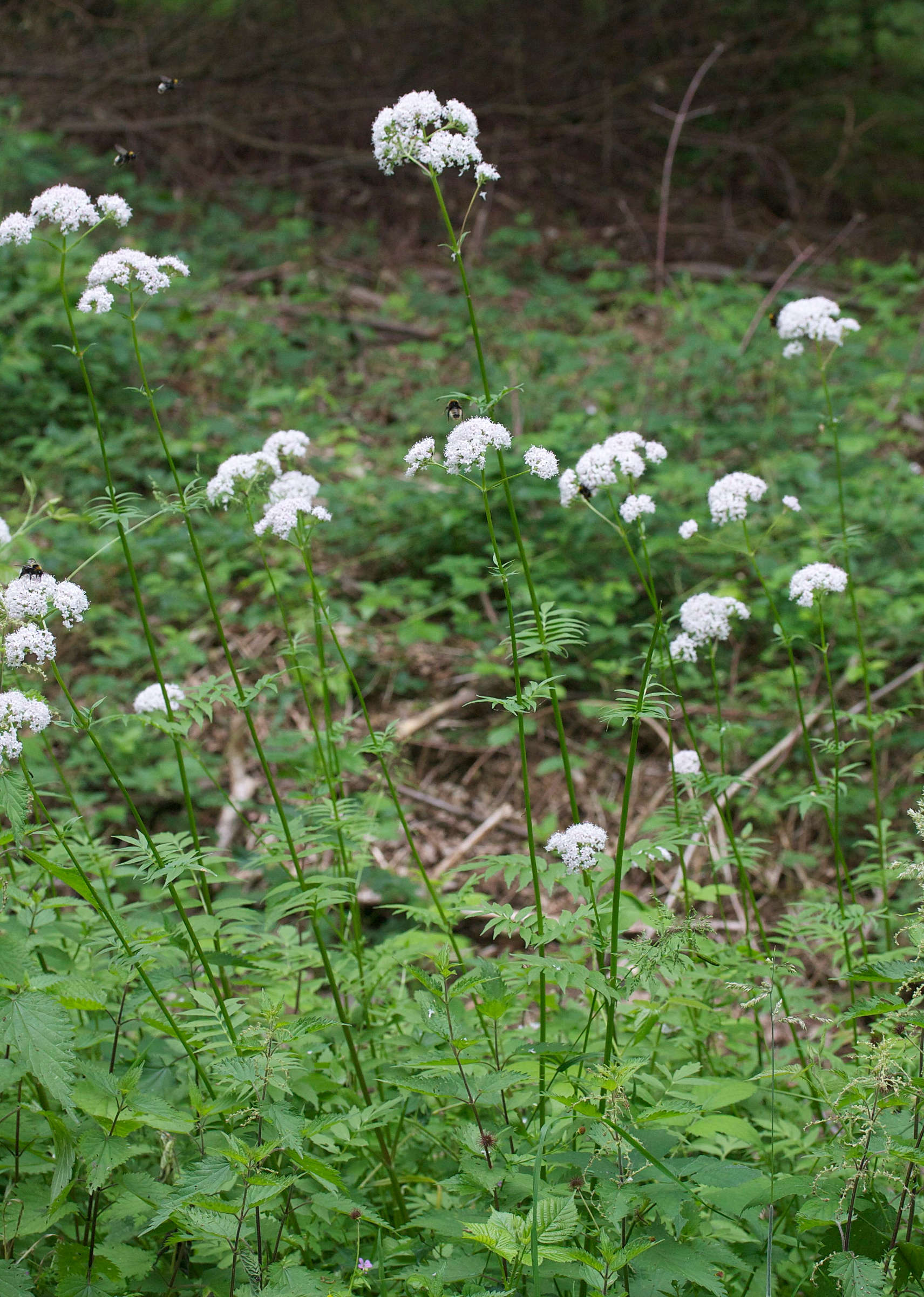 Afficher le média valeriana_officinalis2md valeriana_officinalis2md