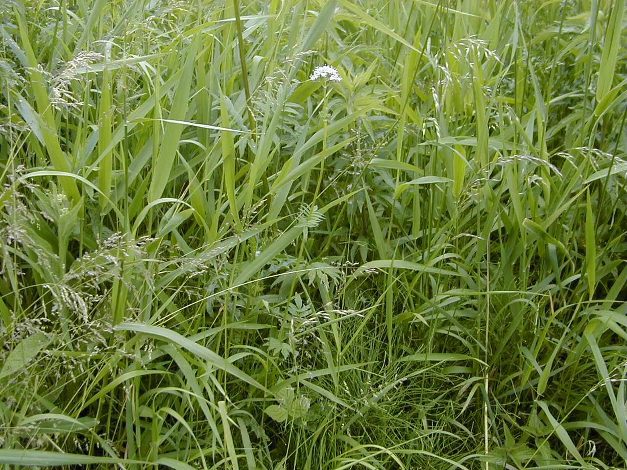 Afficher le média valeriana_officinalis3md valeriana_officinalis3md