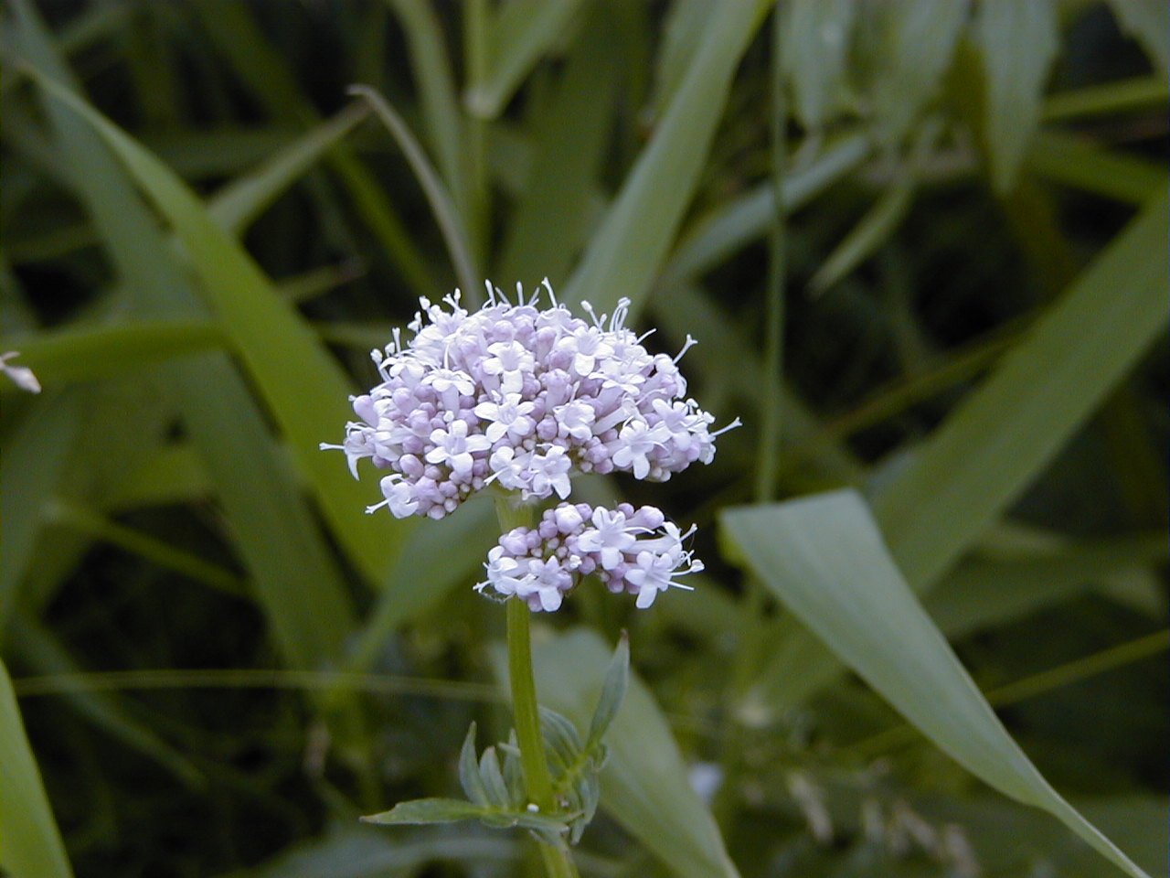 Afficher le média valeriana_officinalis4amd valeriana_officinalis4amd