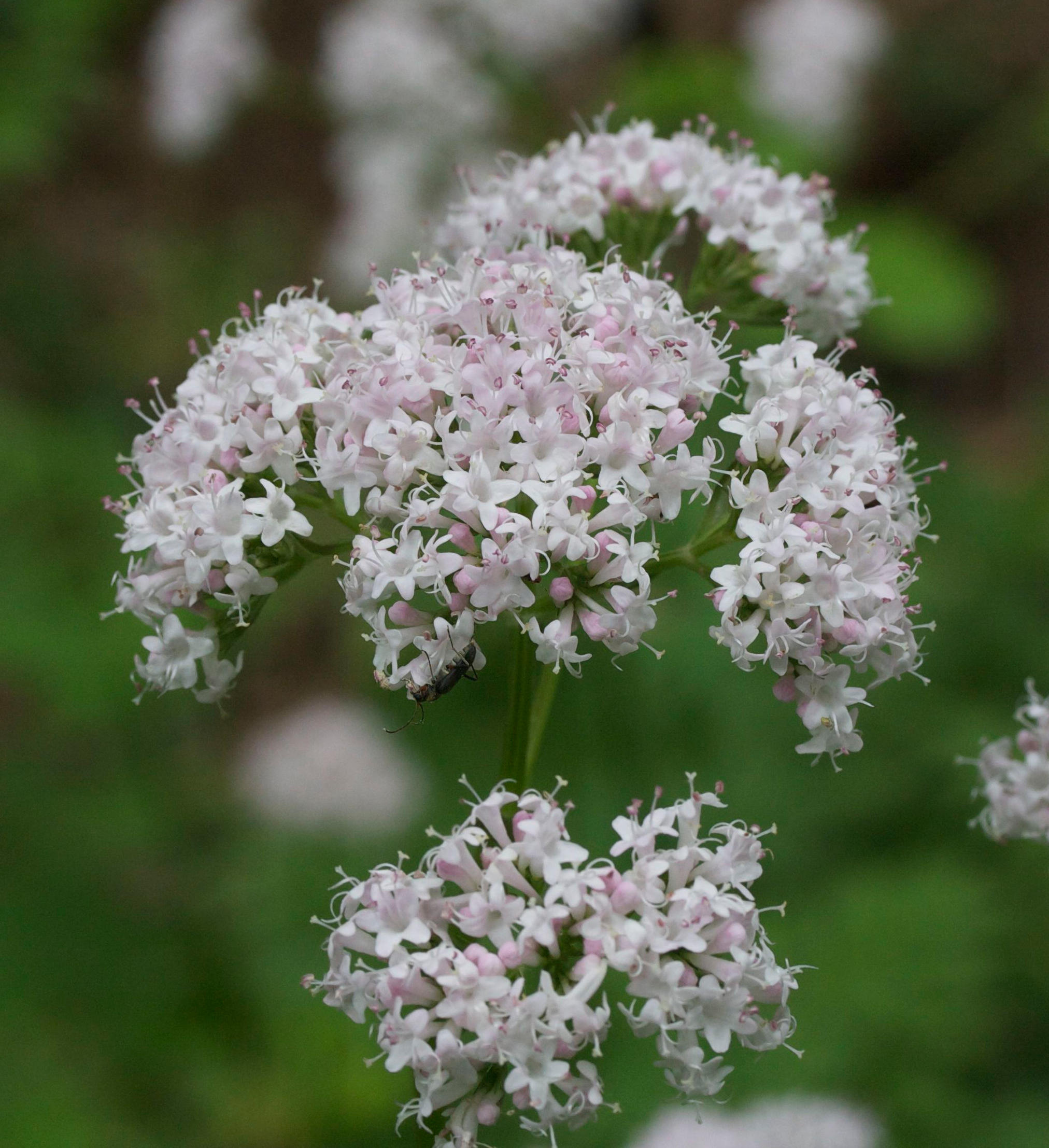 Afficher le média valeriana_officinalis4bmd valeriana_officinalis4bmd