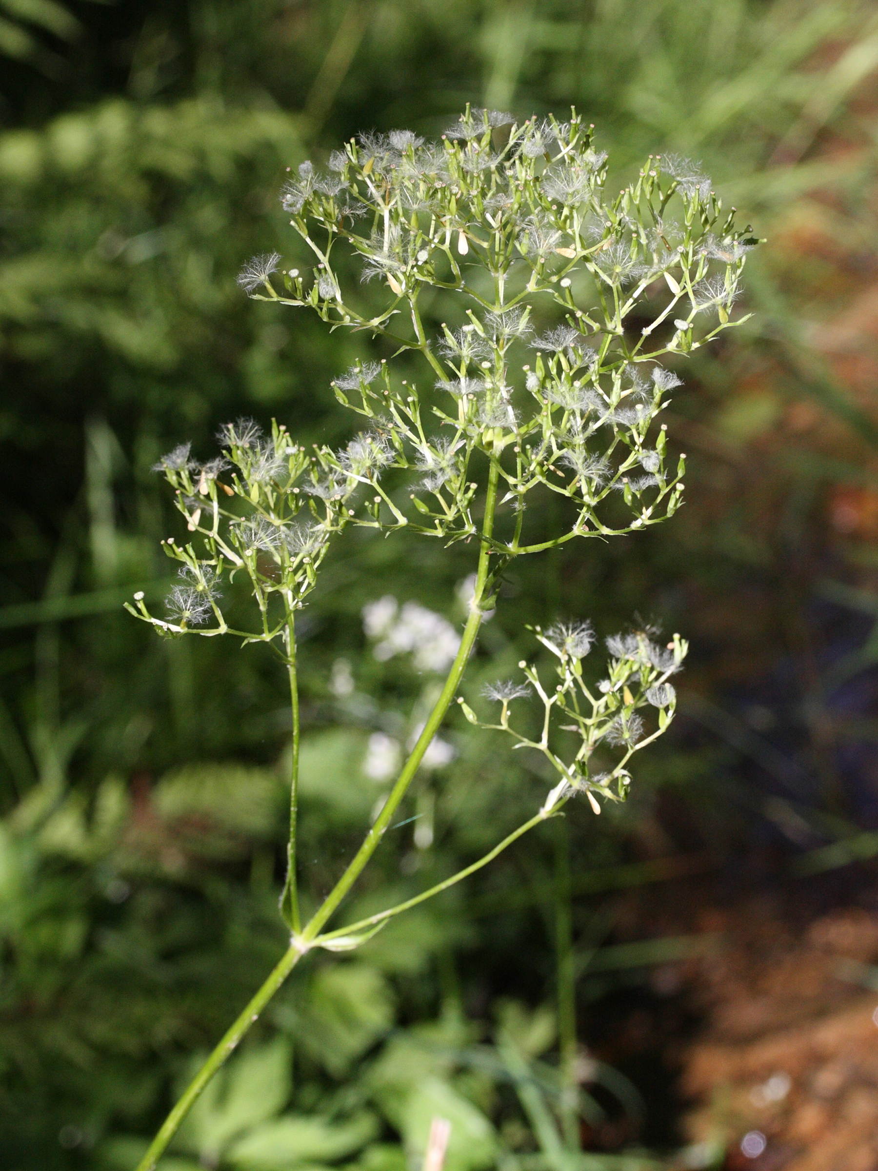 Afficher le média valeriana_officinalis5amd valeriana_officinalis5amd