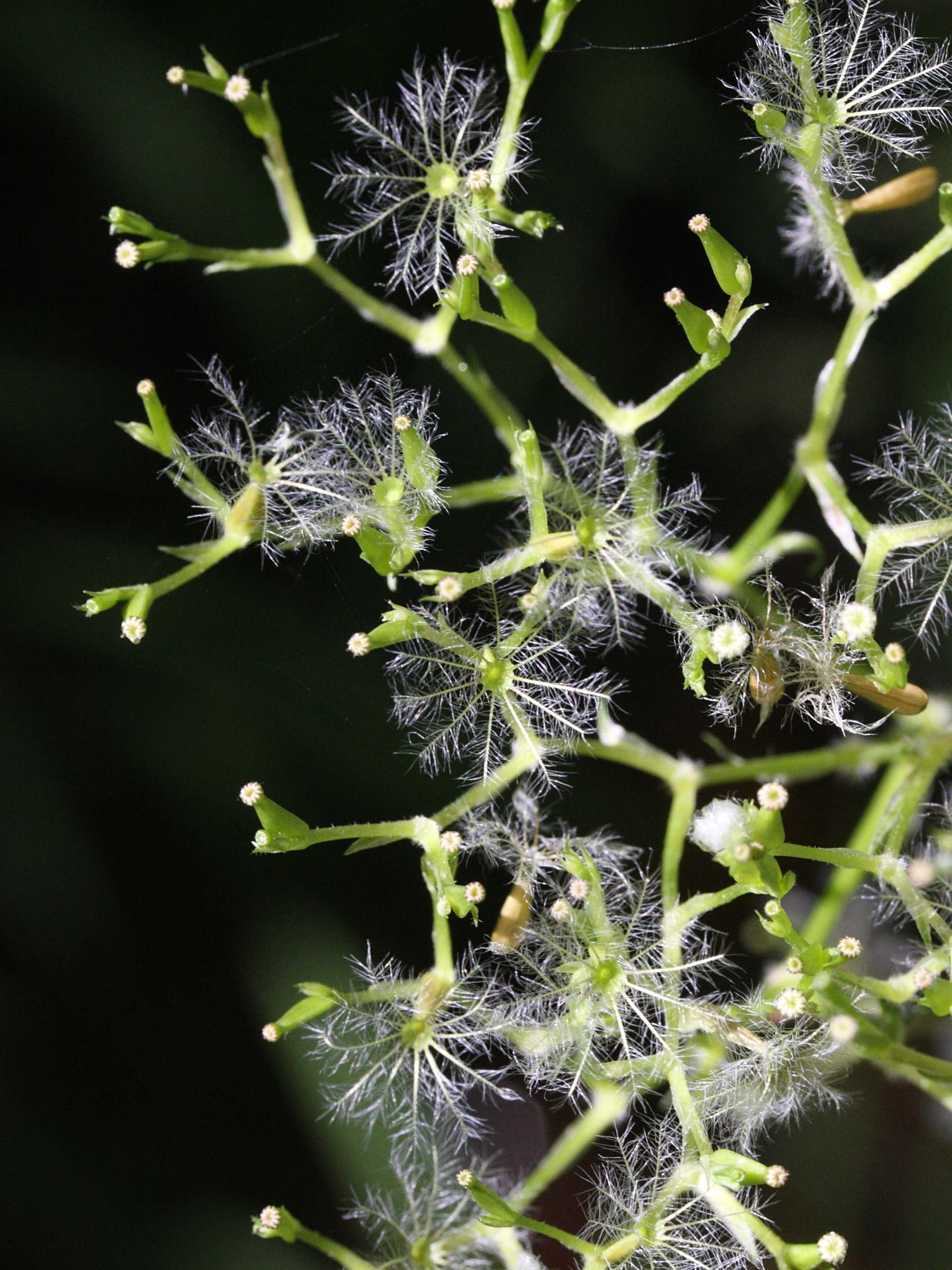 Afficher le média valeriana_officinalis5bmd valeriana_officinalis5bmd