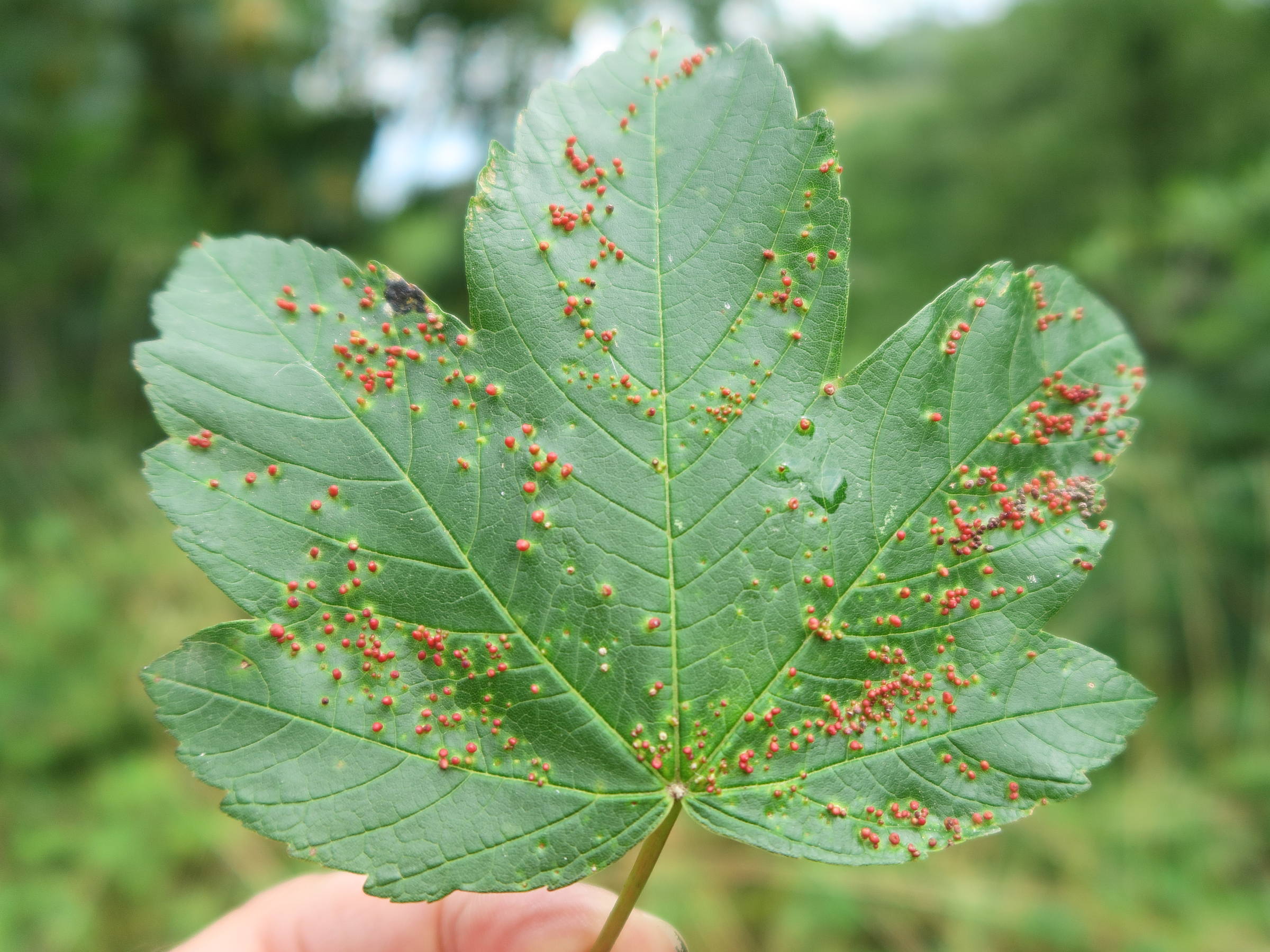 aceria_macrorrhyncha_galle3md