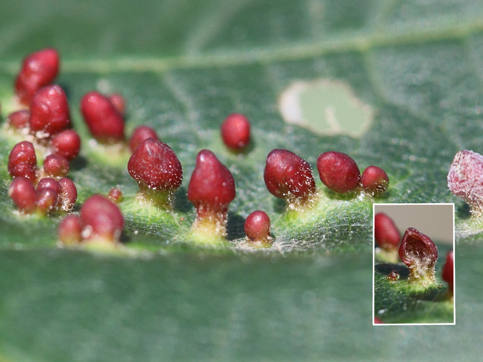 aceria_macrorrhyncha_galle4md