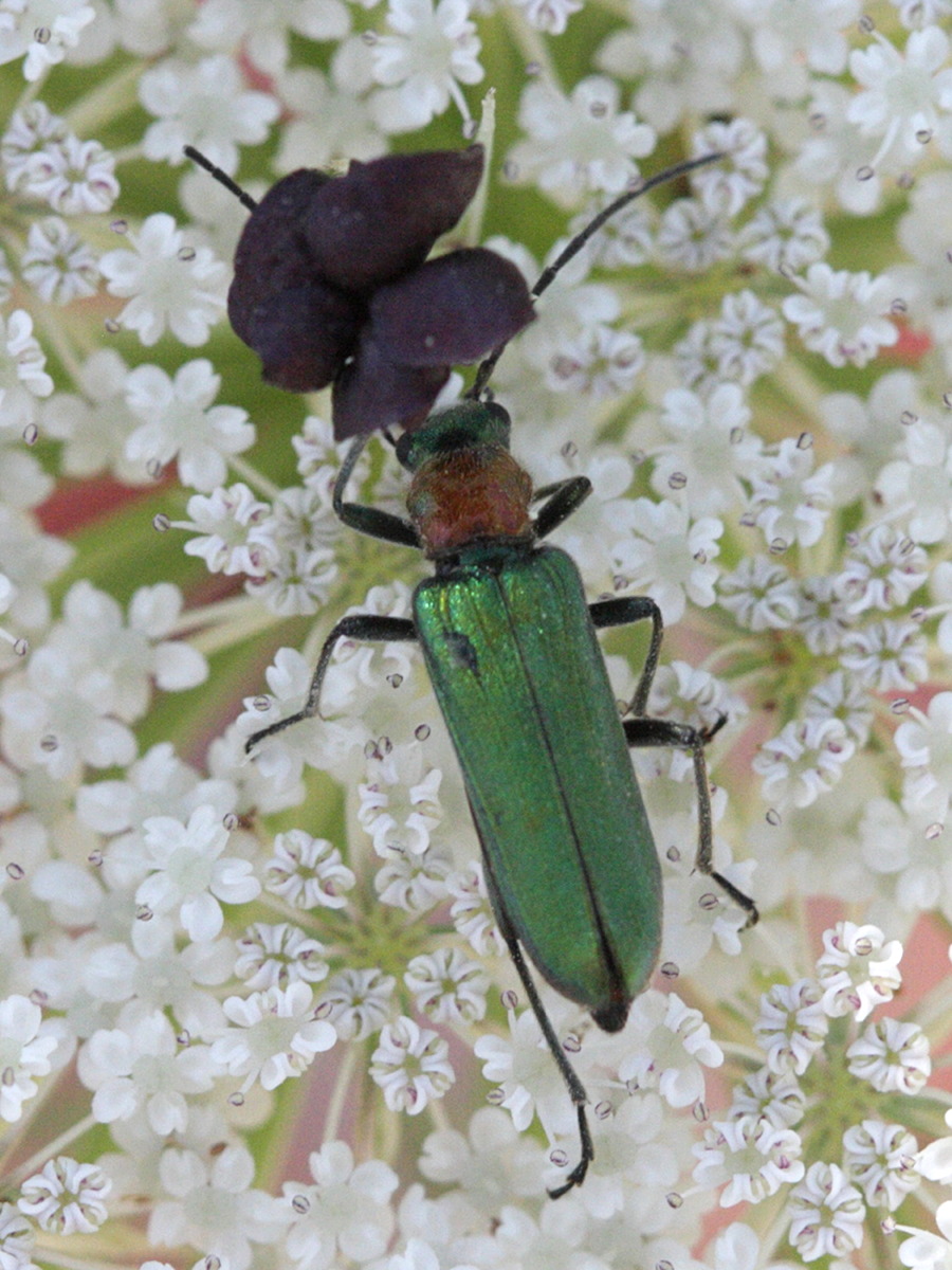 certallum_ebulinum1bd