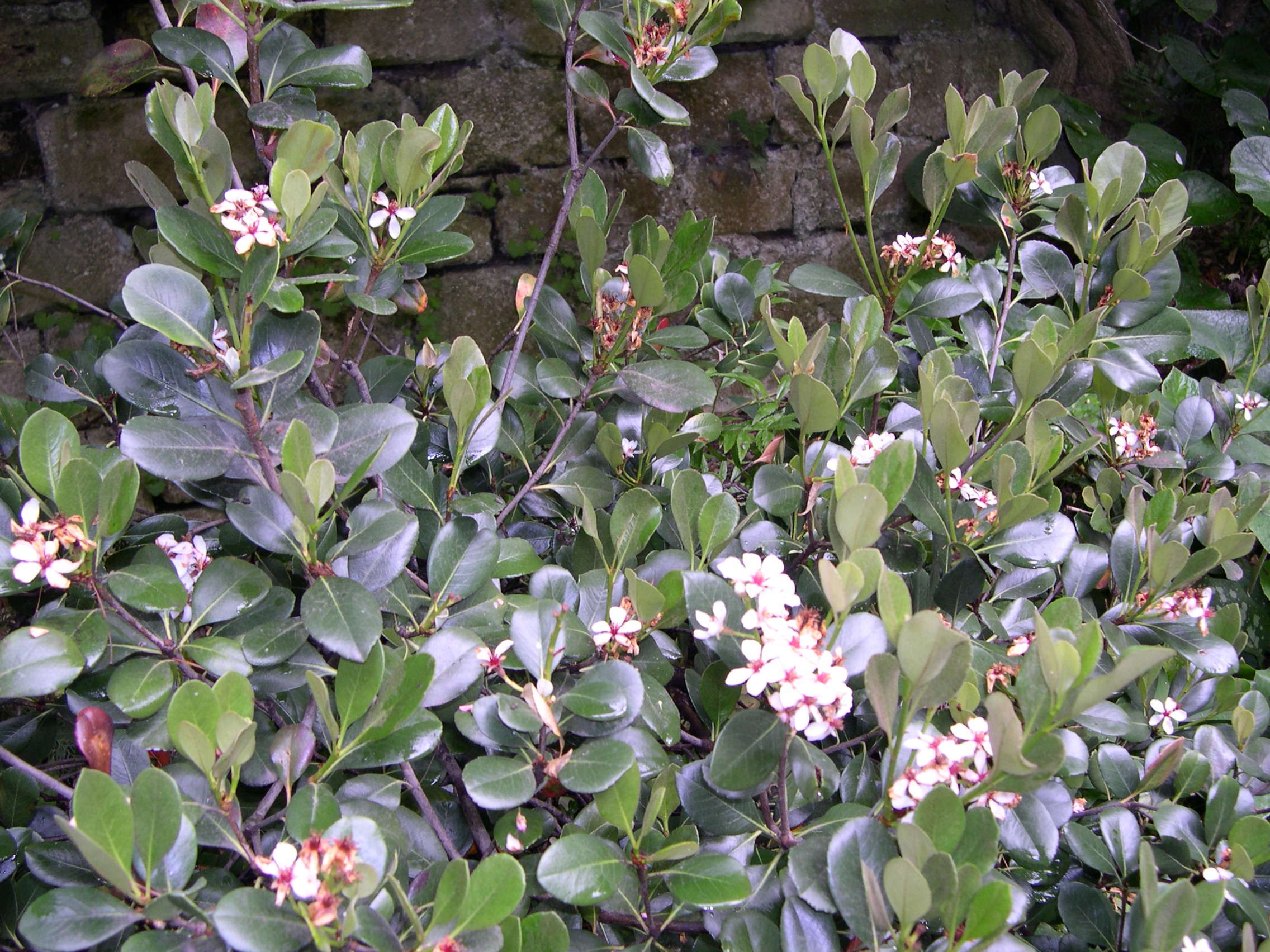 rhaphiolepis_umbellata1md