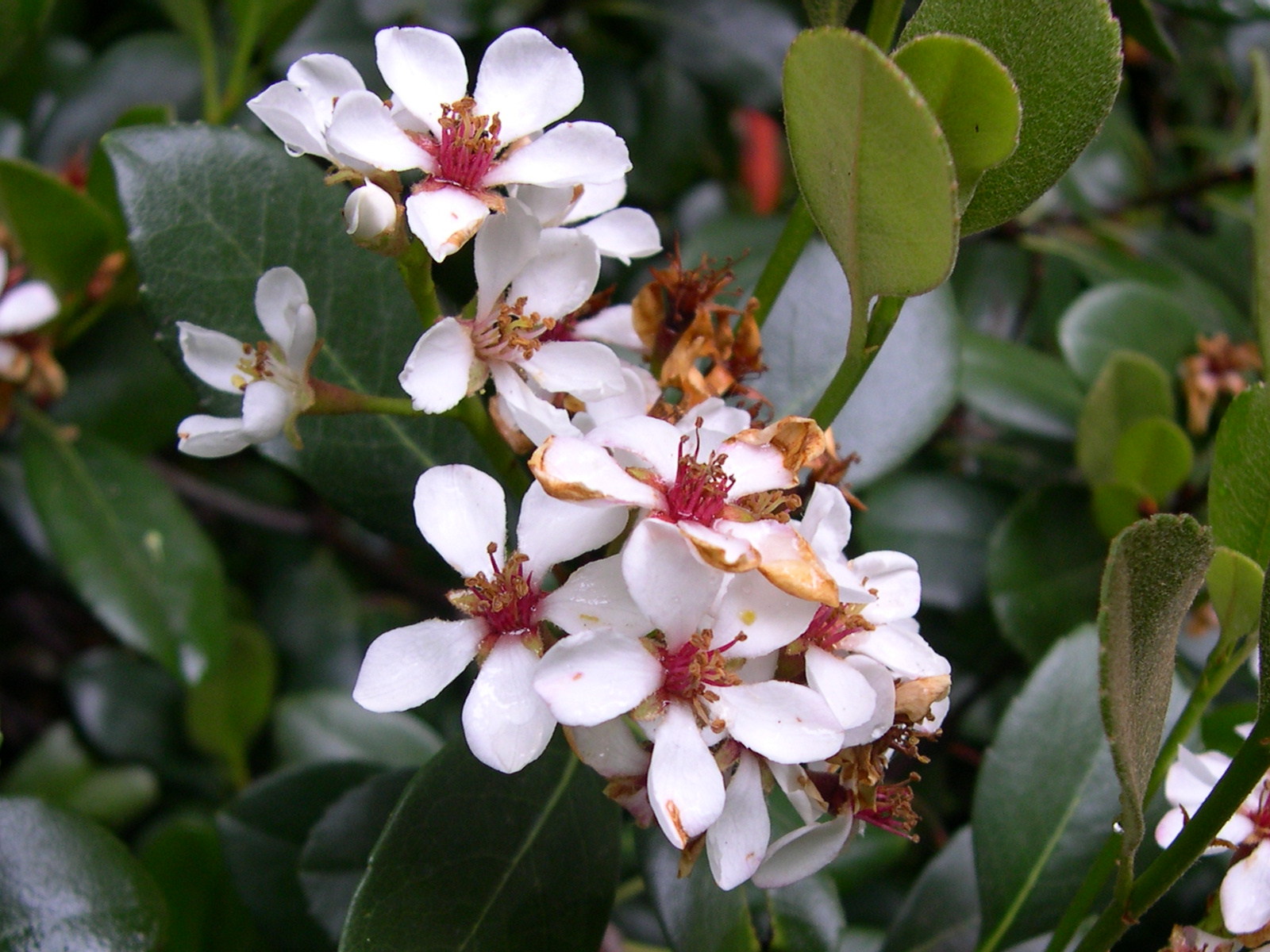 rhaphiolepis_umbellata2md