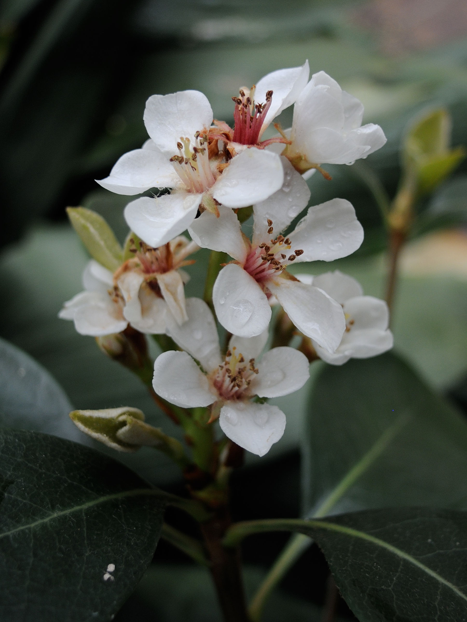 rhaphiolepis_umbellata3md