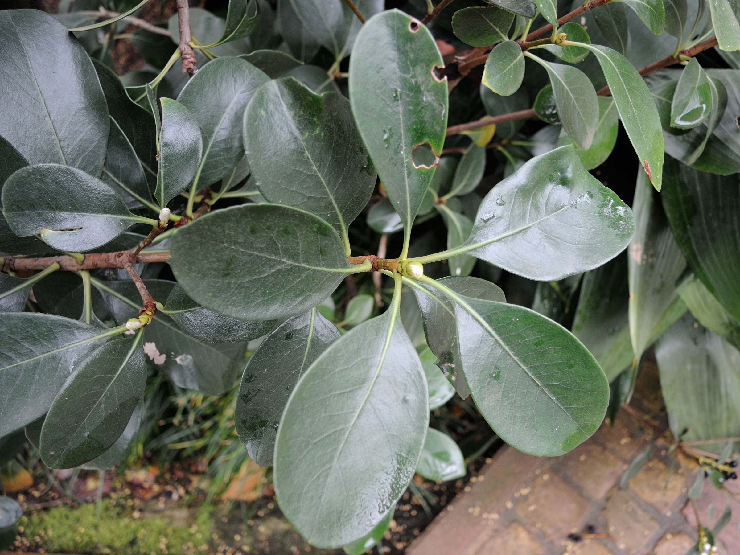 rhaphiolepis_umbellata4md