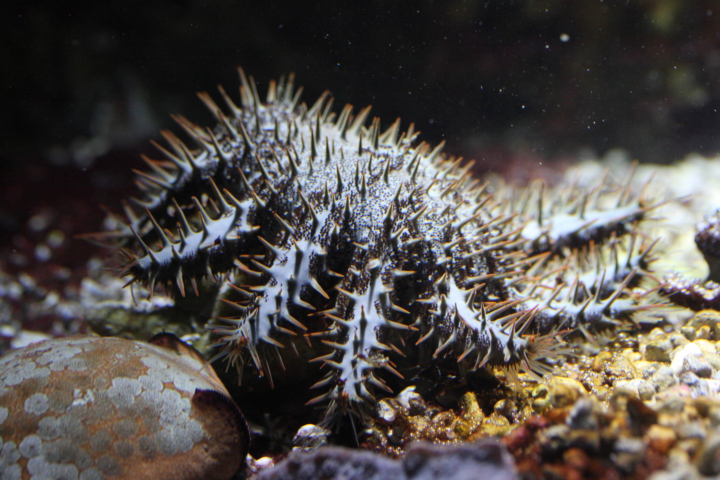 Afficher le média acanthaster_planci1md acanthaster_planci1md