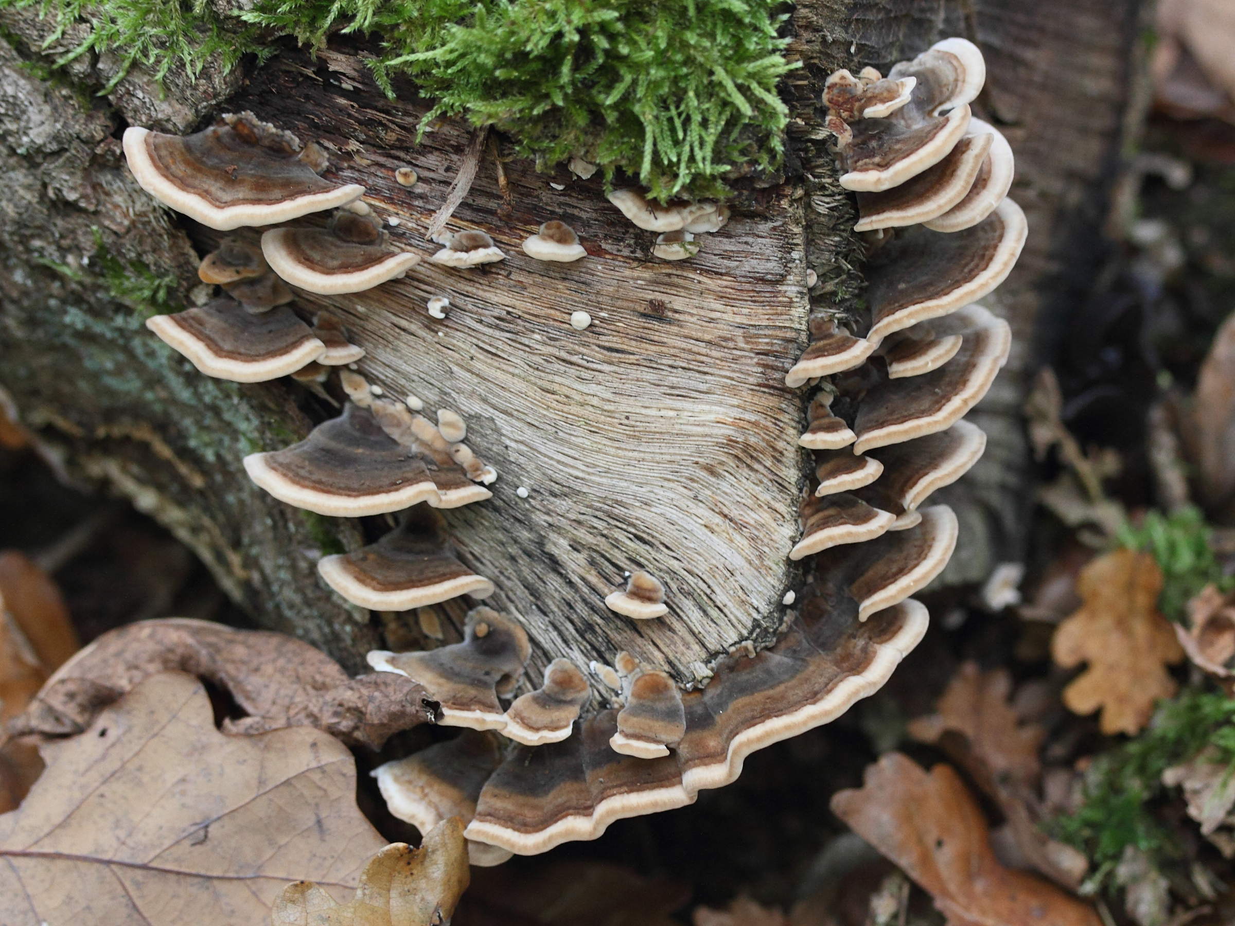 bjerkandera_adusta1md