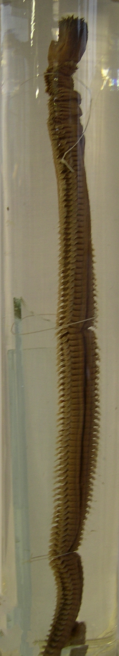 nephtys_hombergii1amd