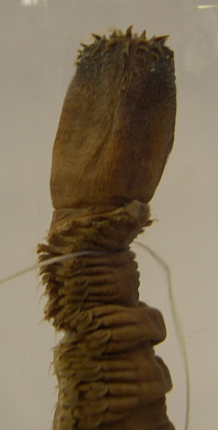 nephtys_hombergii1bmd