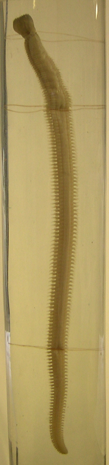 nephtys_hombergii2amd