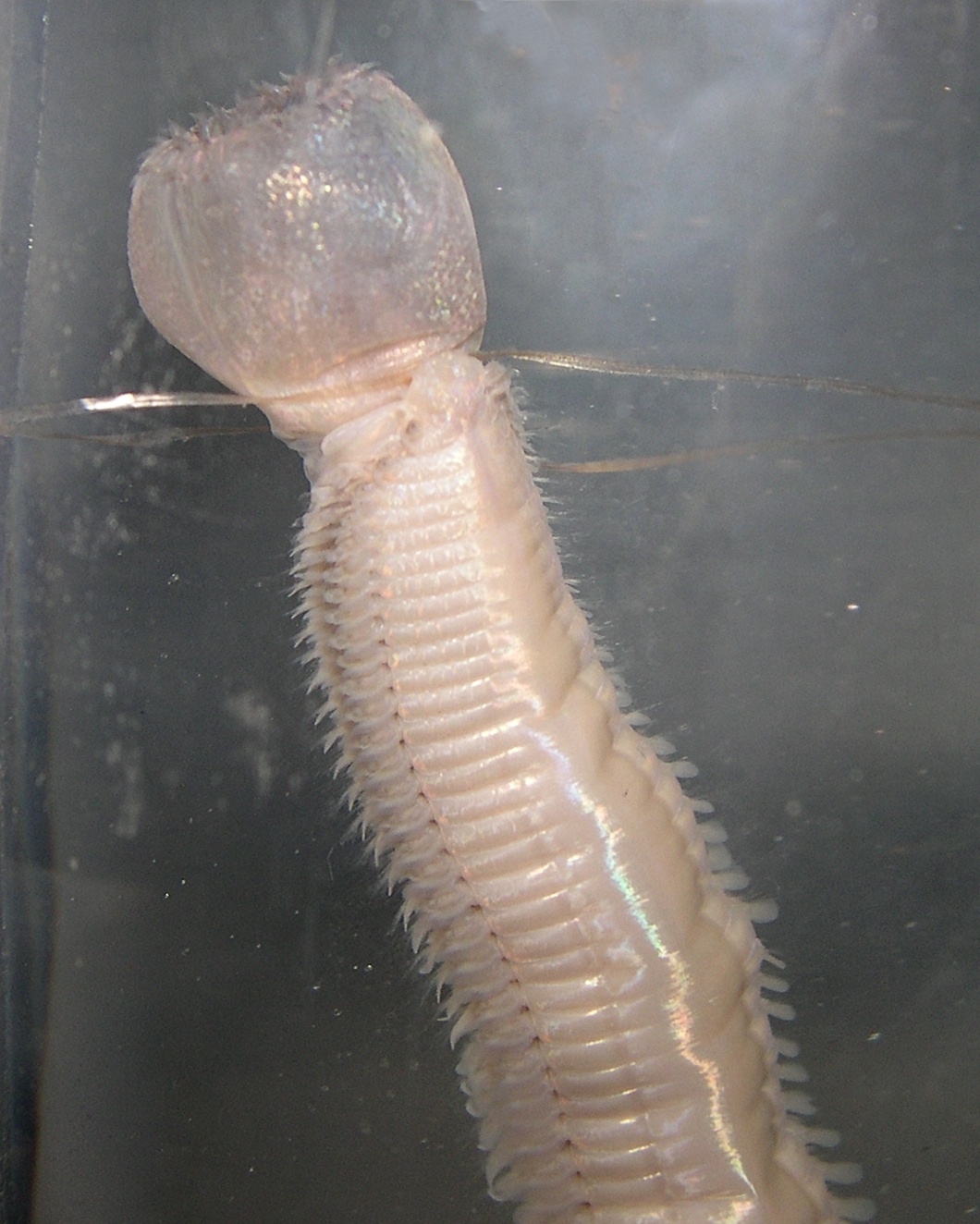 nephtys_hombergii2bmd