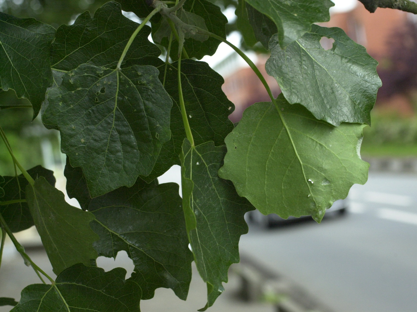 populus_x_canescens1md