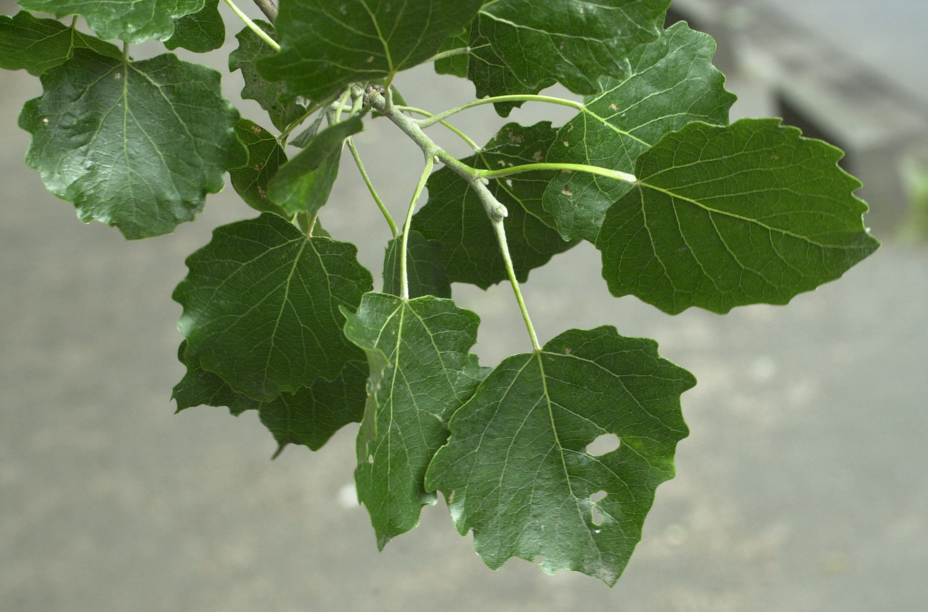 populus_x_canescens2md