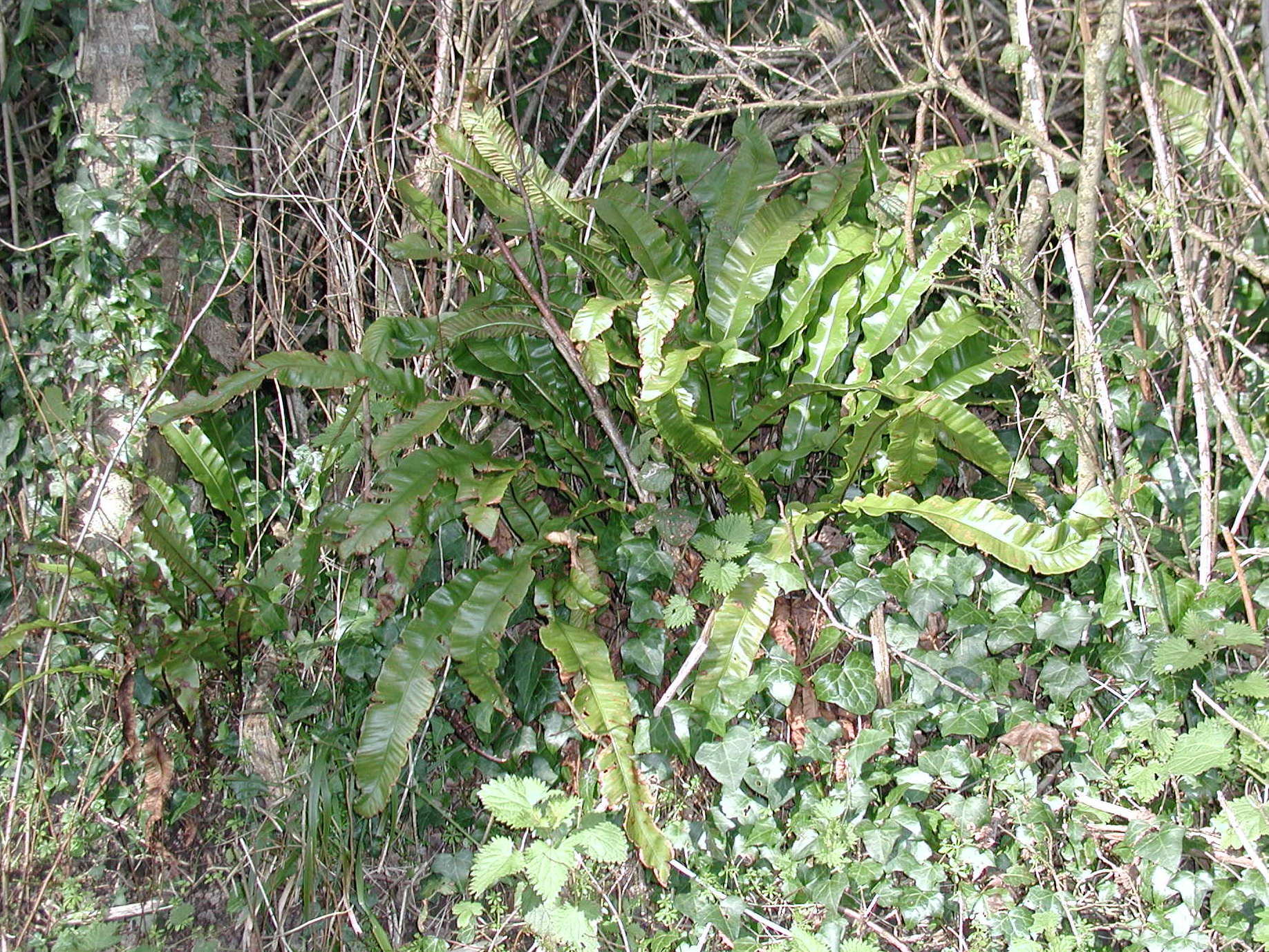 asplenium_scolopendrium1md
