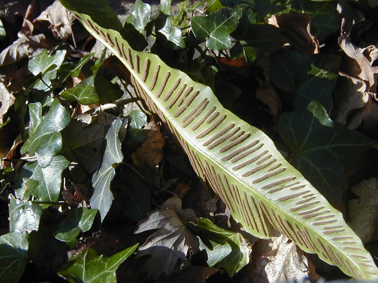 asplenium_scolopendrium2md