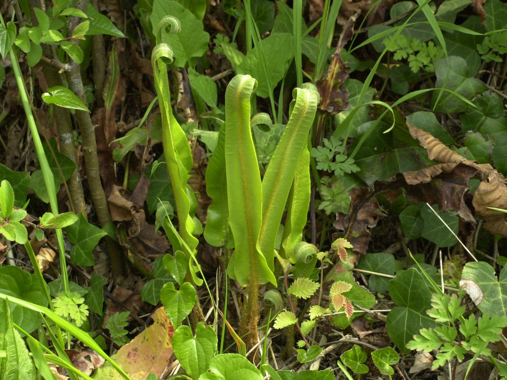 asplenium_scolopendrium3md