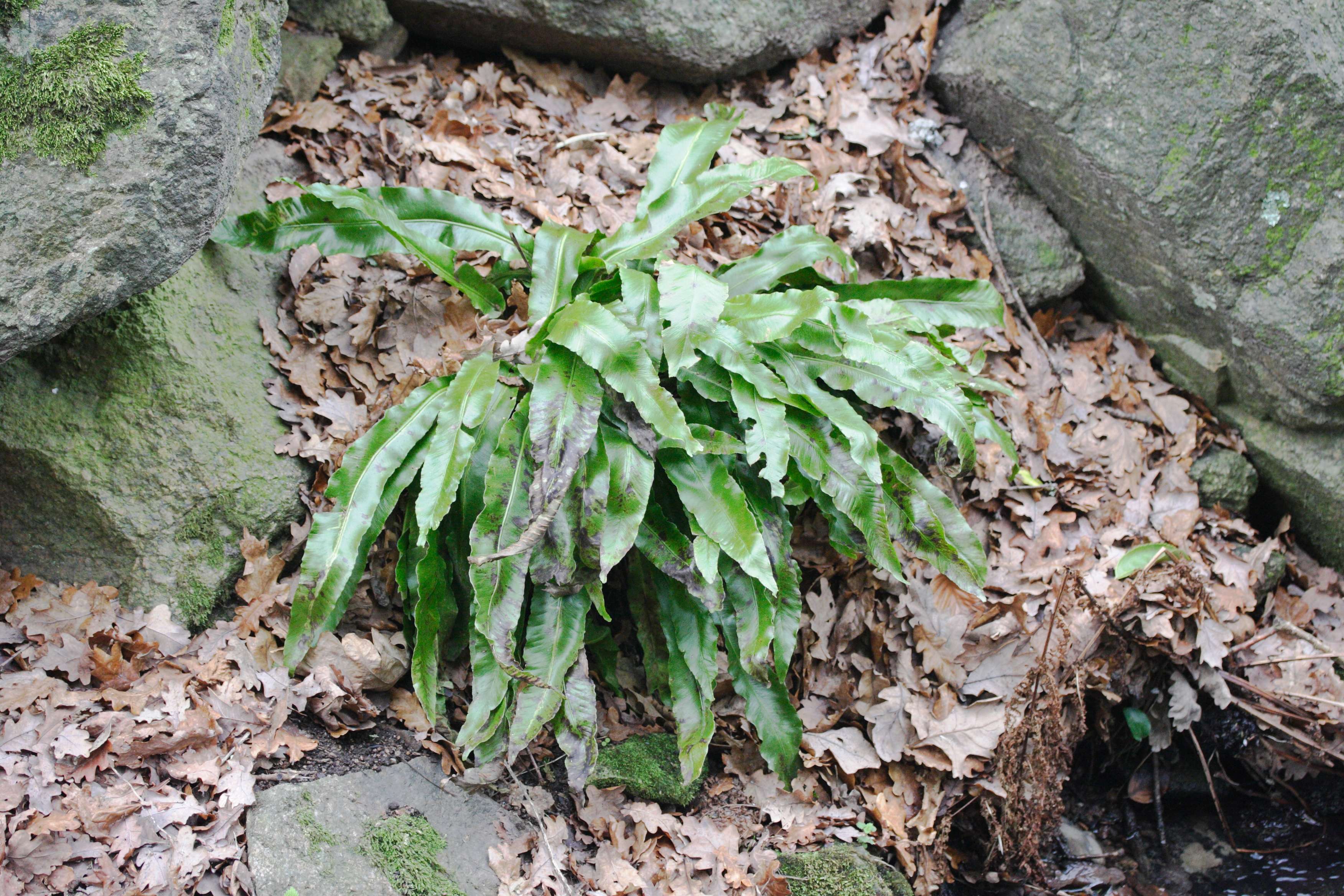 asplenium_scolopendrium4md
