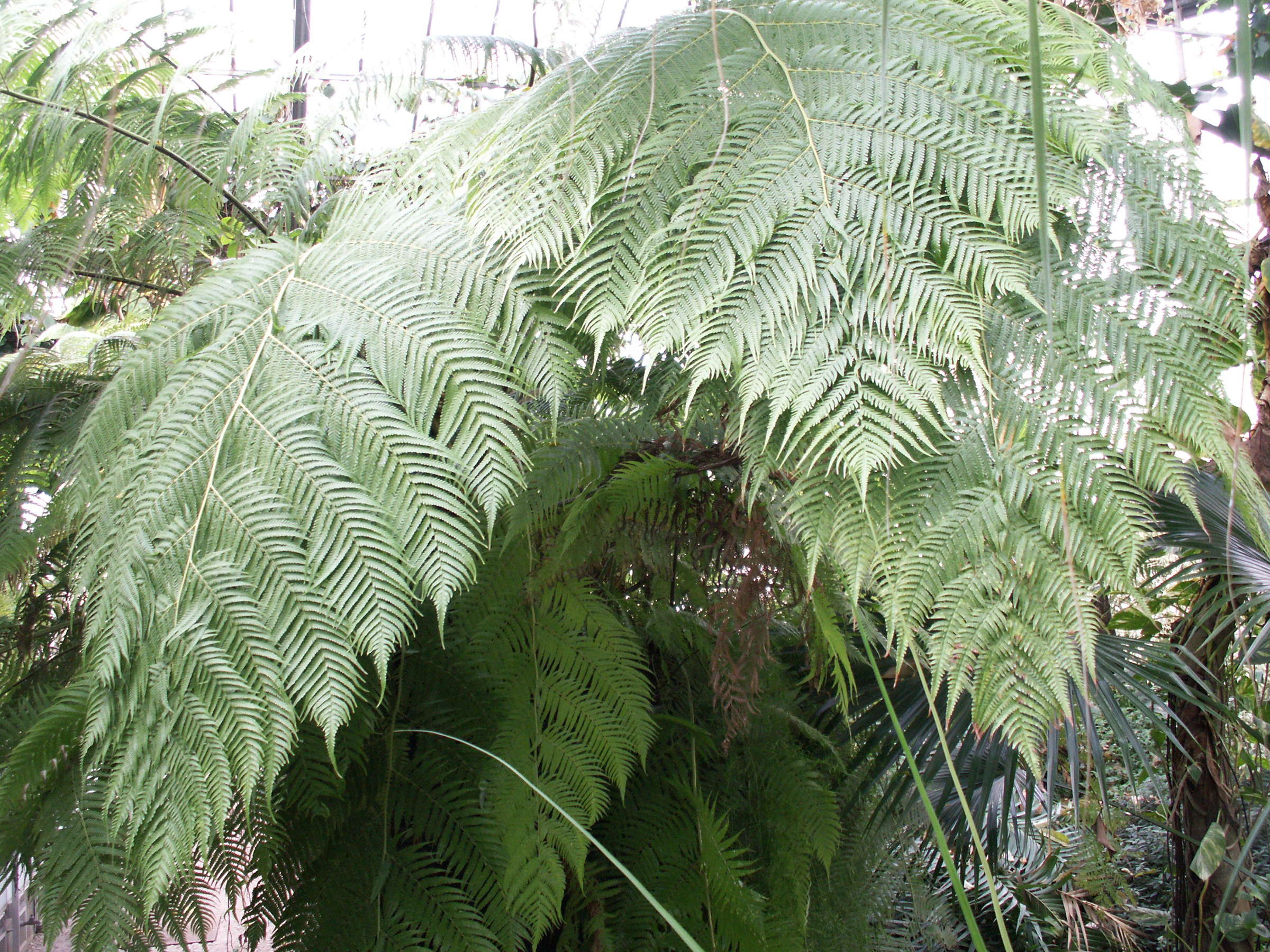 Afficher le média dicksonia_schiedei1bd dicksonia_schiedei1bd