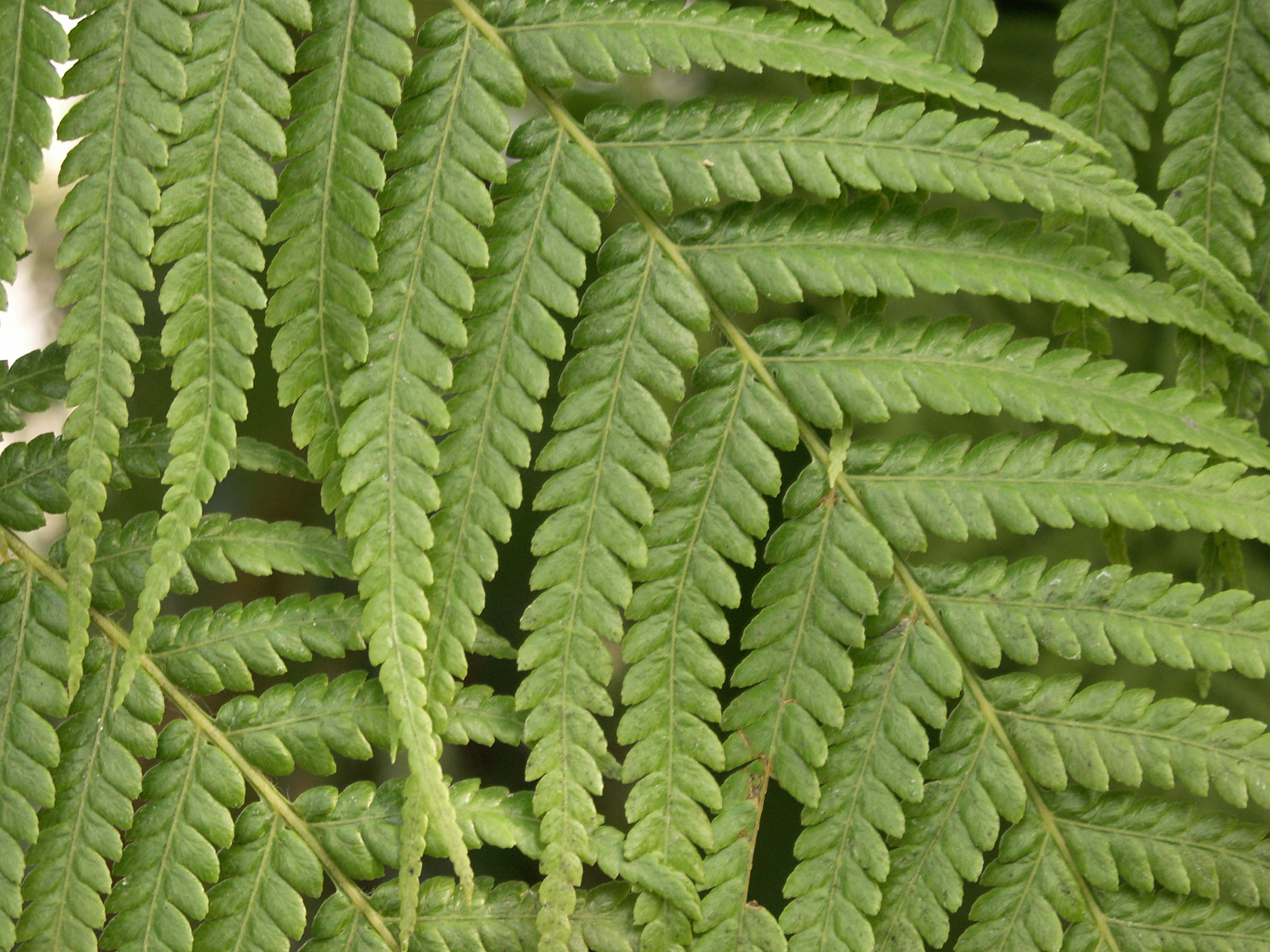 Afficher le média dicksonia_schiedei2bd dicksonia_schiedei2bd