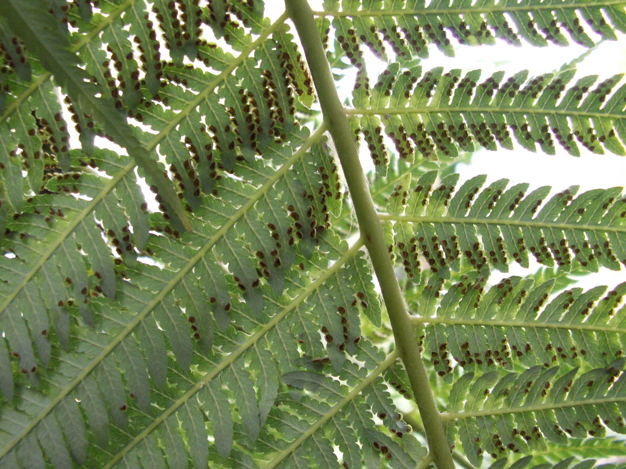 Afficher le média dicksonia_schiedei3bd dicksonia_schiedei3bd