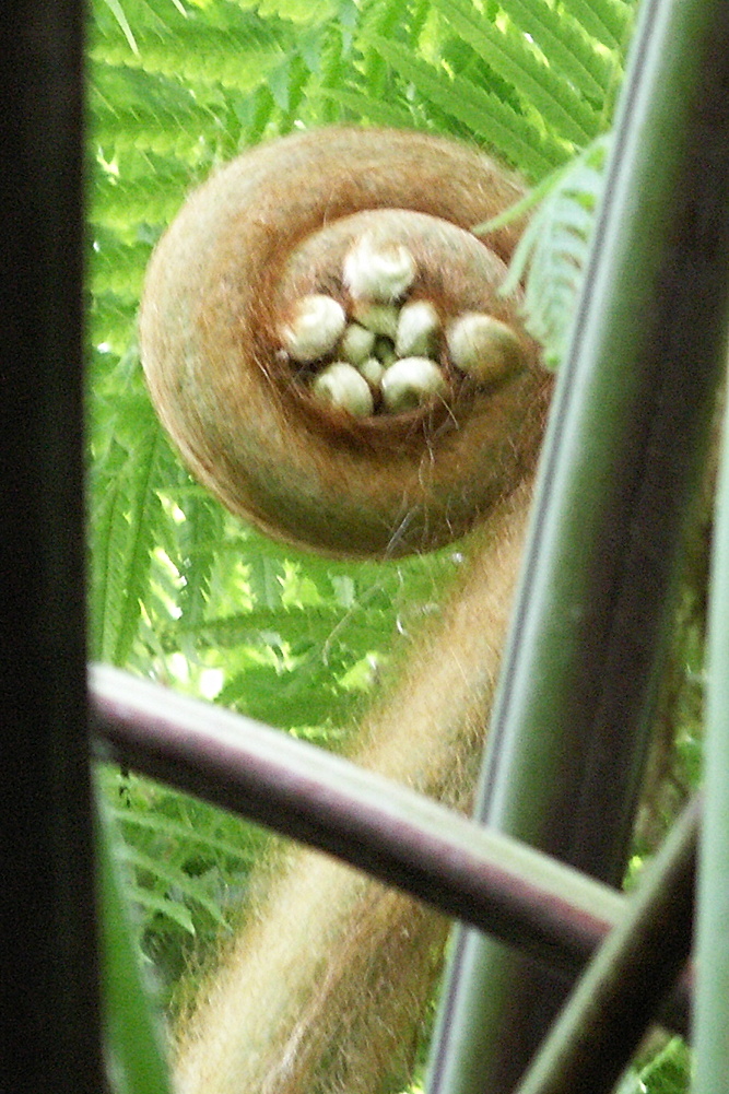 Afficher le média dicksonia_schiedei4bd dicksonia_schiedei4bd