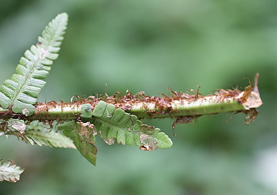 Afficher le média dryopteris_affinis_affinis1md dryopteris_affinis_affinis1md