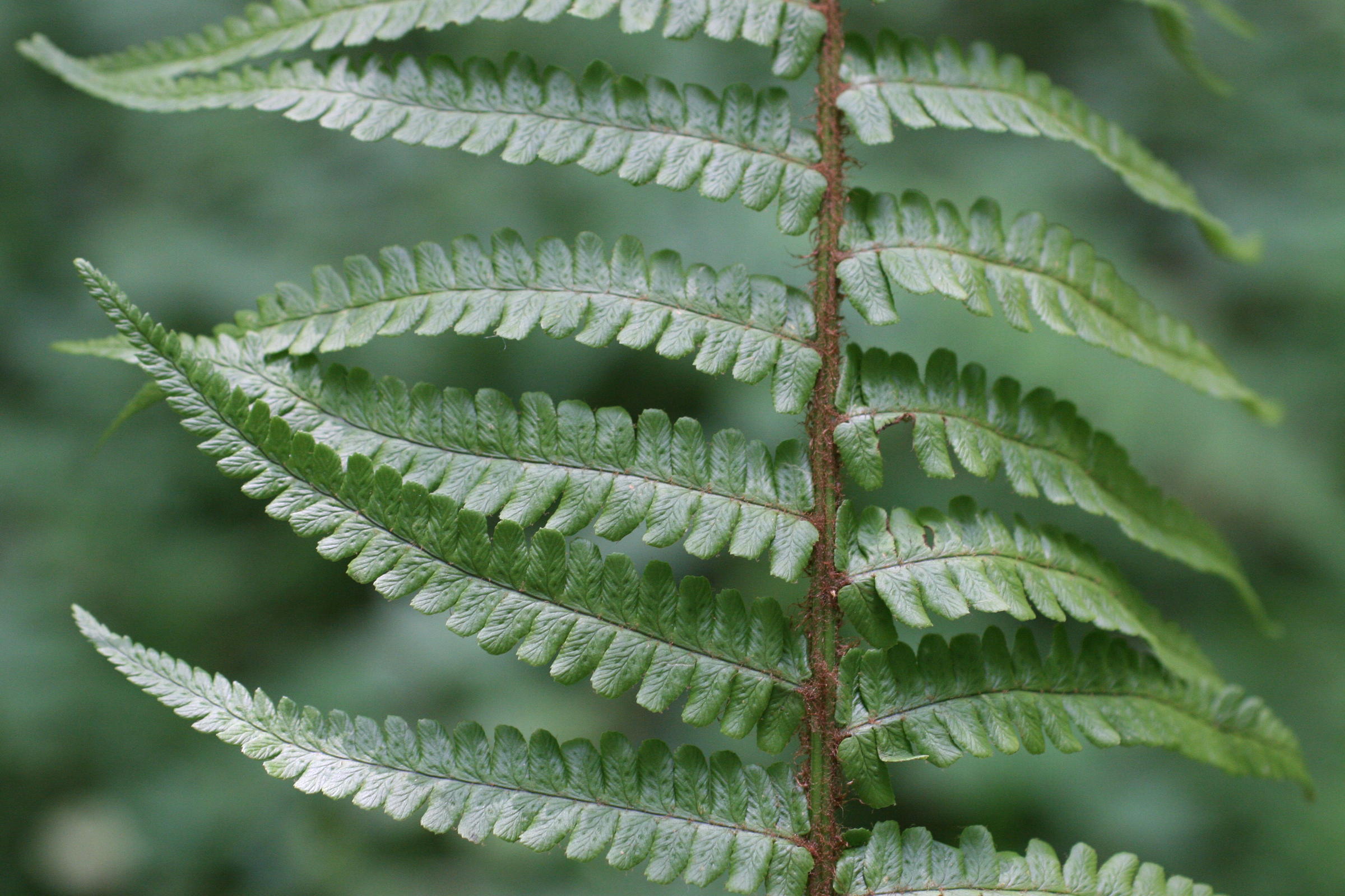Afficher le média dryopteris_affinis_affinis2md dryopteris_affinis_affinis2md