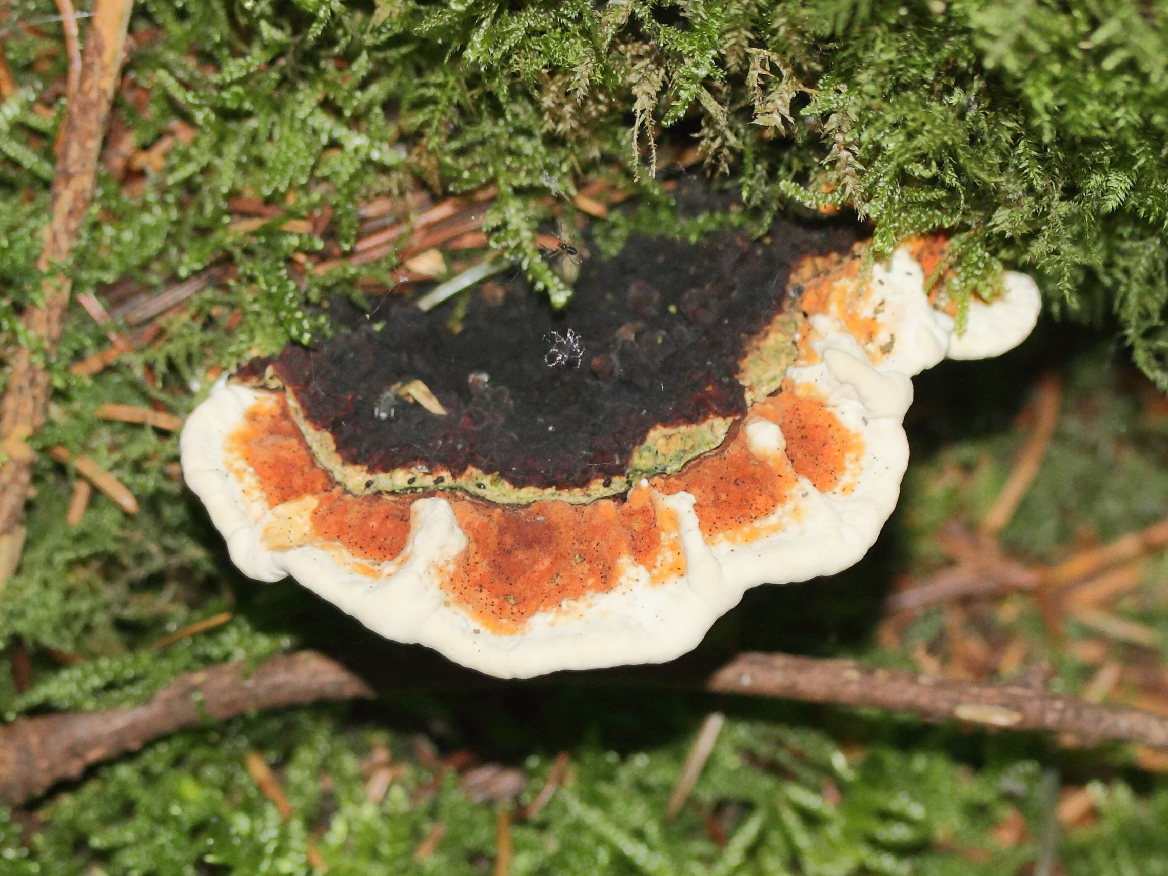 Afficher le média heterobasidion_annosum1md heterobasidion_annosum1md